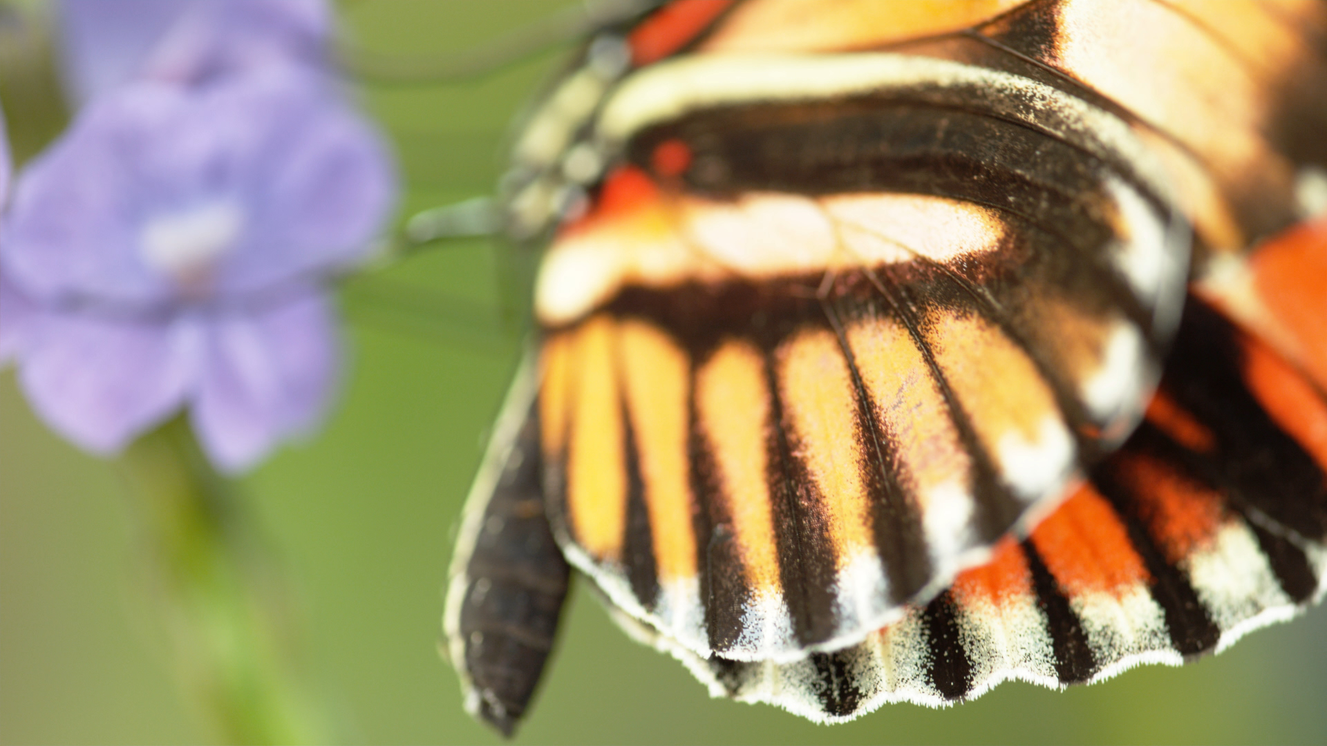 A close-up of a butterfly wing reveals intricate orange, black, and white patterns set against blurred purple flowers, painting a snapshot of a colourful world.