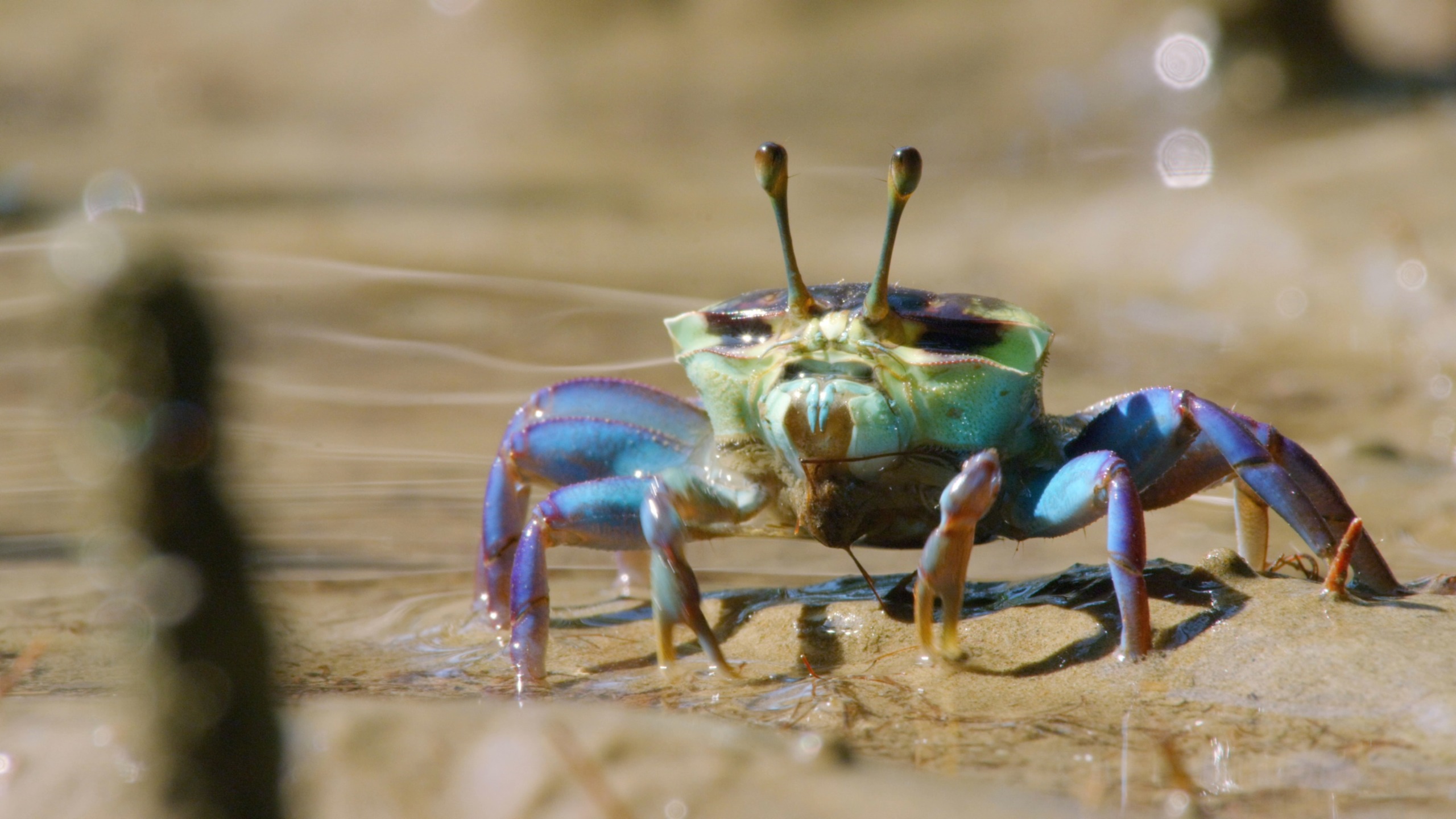 A vibrant fiddler crab stands on a sandy surface, embodying the colourful world around it. Its blue claws, one larger than the other, and a body of blue and green hues capture attention. Prominent eyestalks add charm against a blurred backdrop of natural tones.