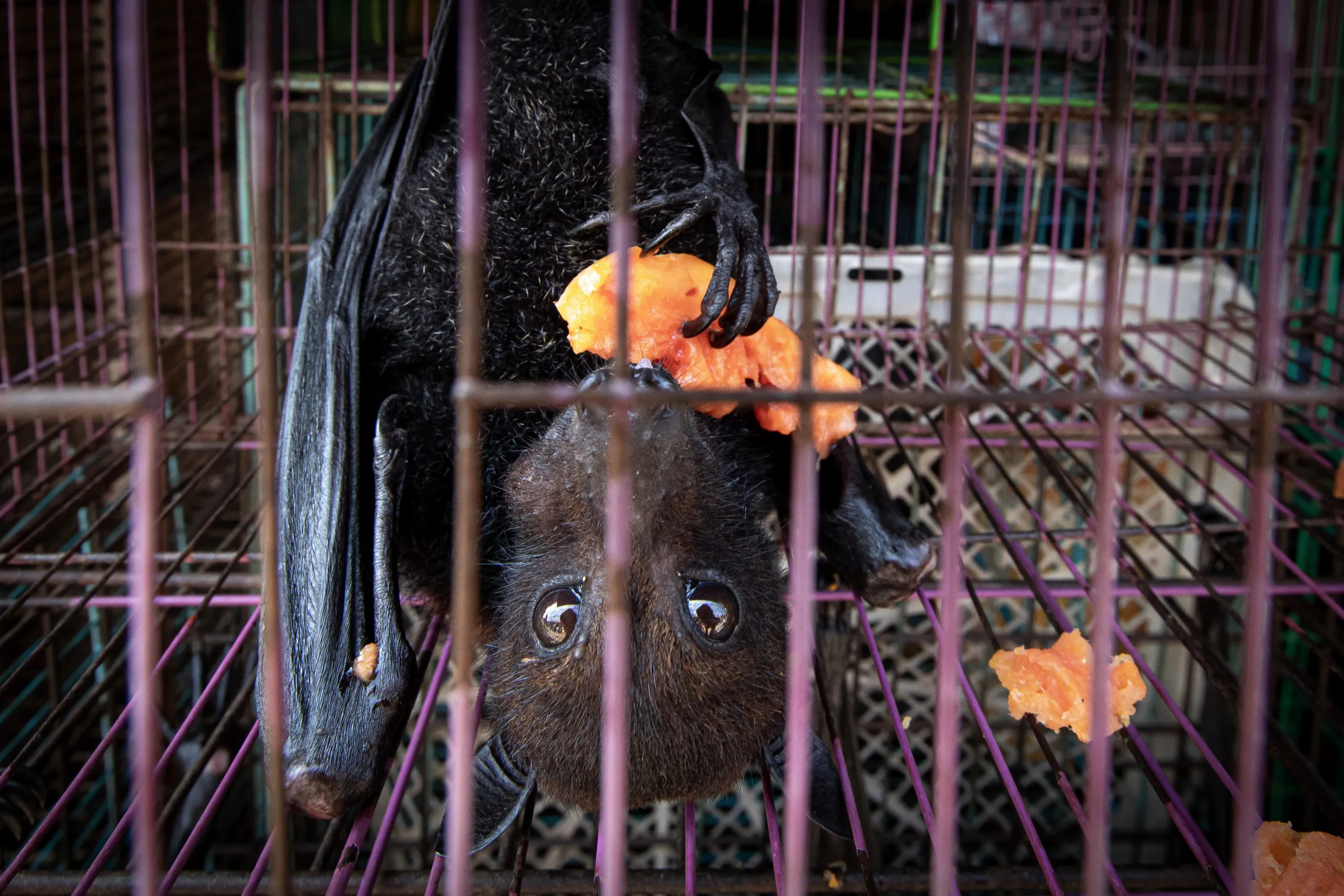 A large bat hangs upside down inside a cage, gripping a piece of orange fruit with its claws and mouth. Its eyes are wide open, reflecting hues like a corona amidst the blurred metal bars, emphasizing the bat's presence against the subdued backdrop.