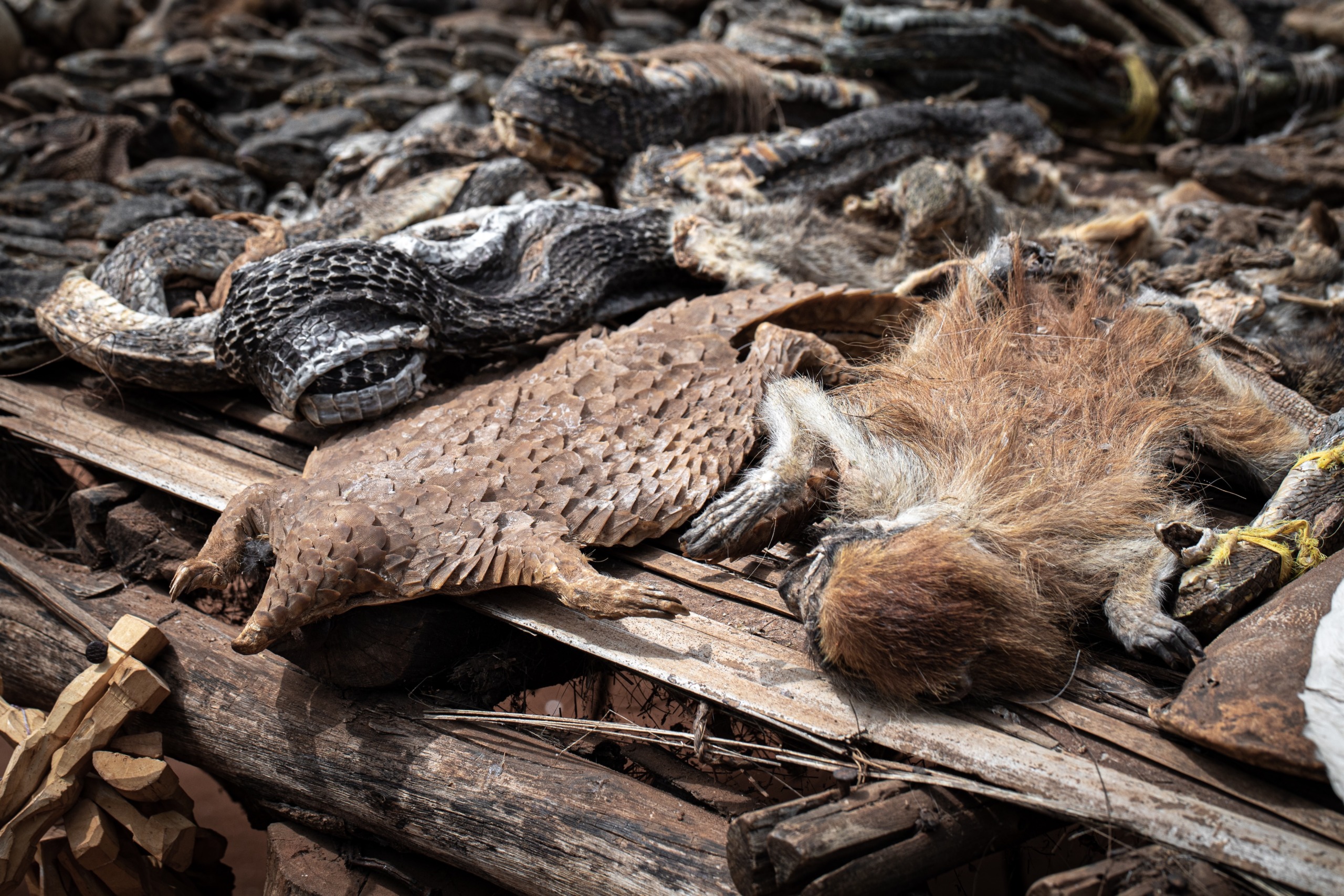 An assortment of animal skins and carcasses, including a pangolin and a furred animal, sprawls across a wooden surface. This stark tableau underscores biodiversity and raises conservation concerns in the shadow of corona's lasting impact.