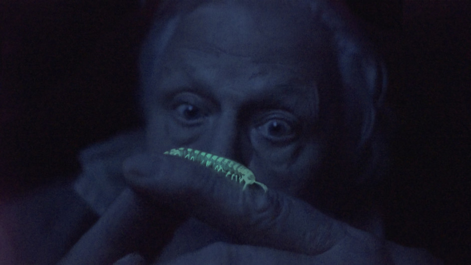 A person gazes intently at a glowing millipede perched on their finger, set against a dark background, reminiscent of a scene worthy of Wildscreen nominations.