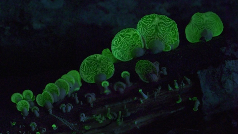 Glowing green mushrooms with ribbed patterns, reminiscent of living light, grow on a dark piece of wood in a dim environment, creating an ethereal, otherworldly appearance—a vision worthy of 2016's Jackson Hole Science Media Awards.