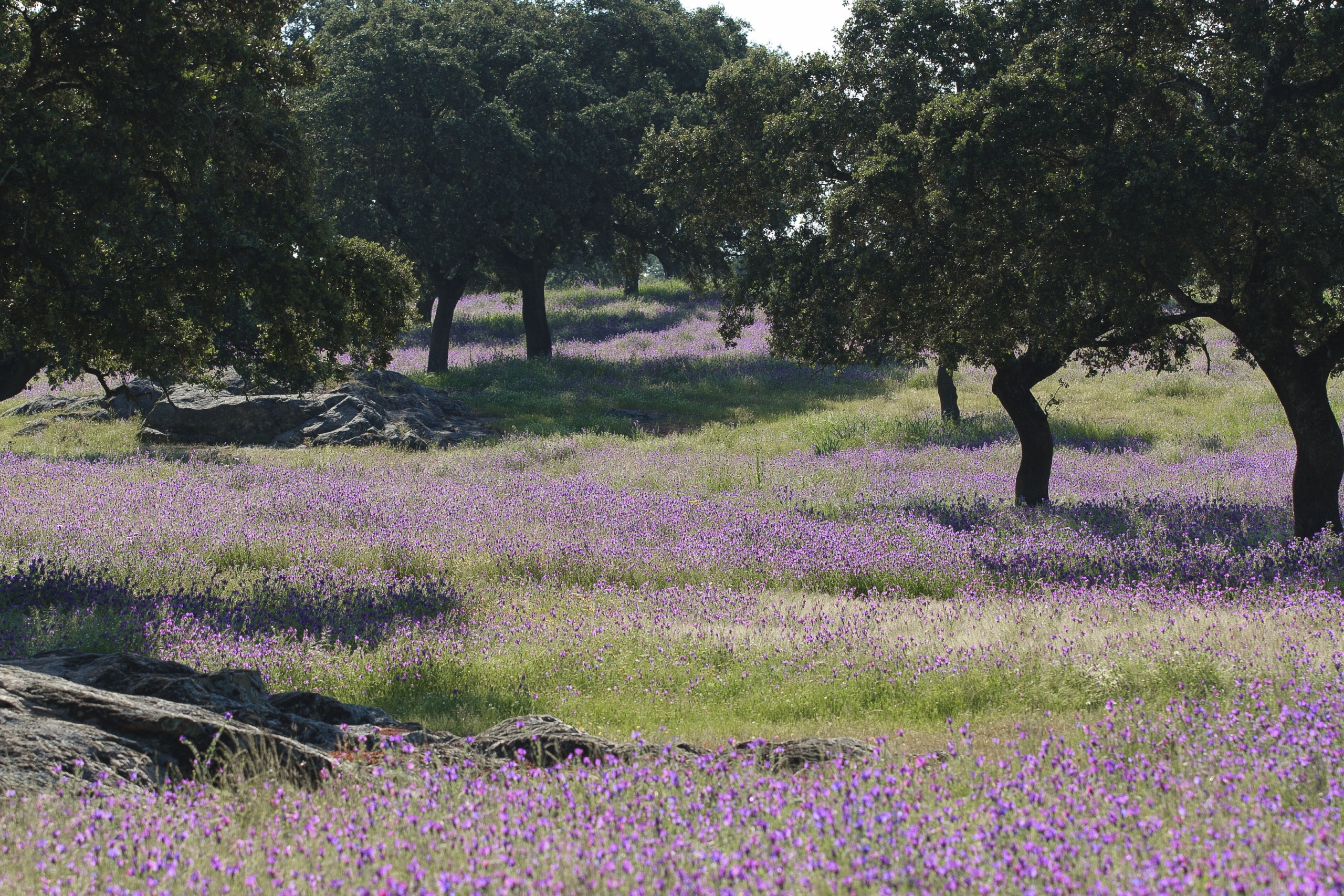 A scenic landscape features a meadow filled with vibrant purple wildflowers beneath tall, leafy trees, reminiscent of a serene dehesa. Sunlight filters through the branches, casting dappled shadows on the ground, while large rocks are scattered throughout the lush field.