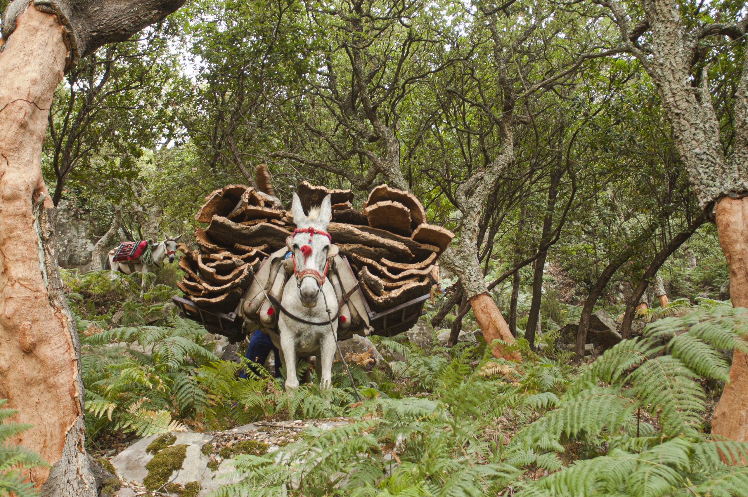 A donkey carries large bundles of cork through a dense, leafy dehesa forest. The surrounding trees have stripped bark, and the forest floor is covered in ferns and rocks, creating a rustic and natural atmosphere.