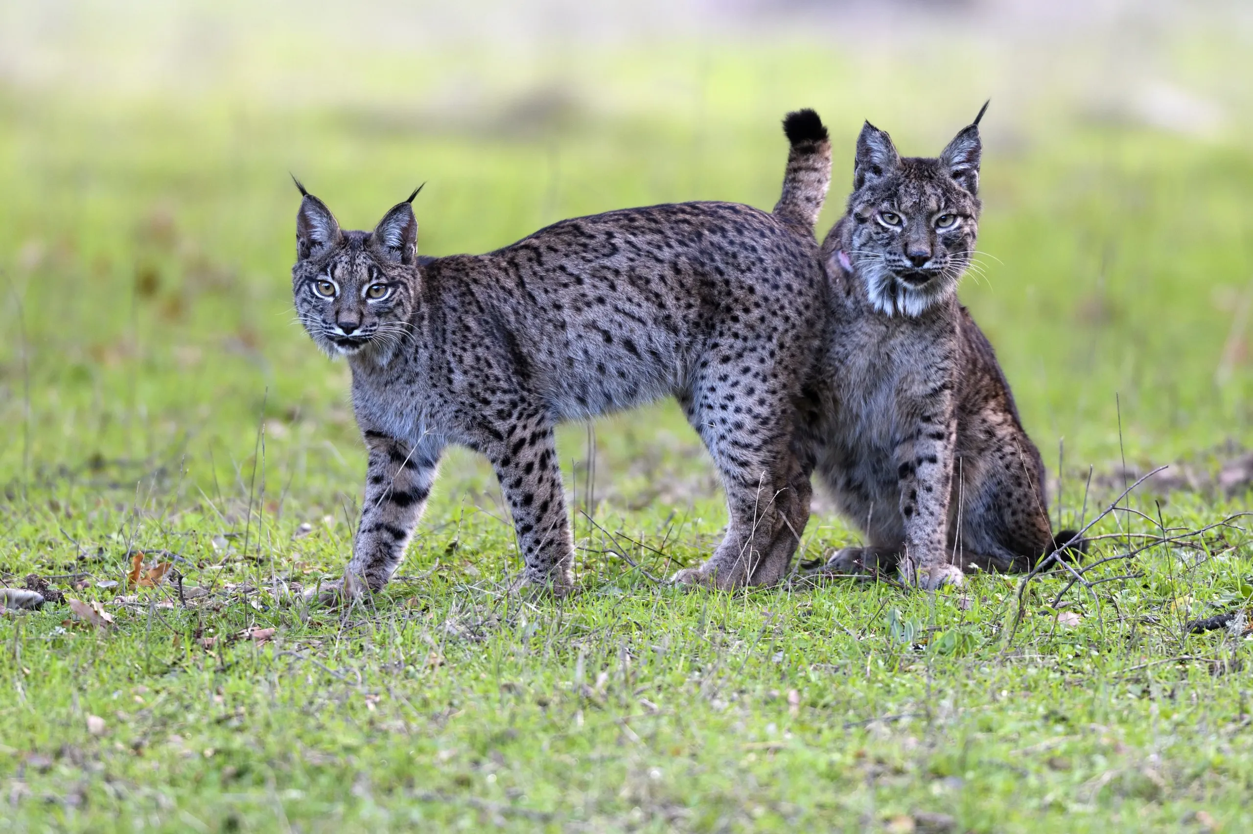 In a sun-dappled dehesa, two Iberian lynxes grace the grassy field. One stands with its head turned toward the camera, while the other sits nearby. Their tufted ears and dappled coats blend harmoniously with the natural backdrop.