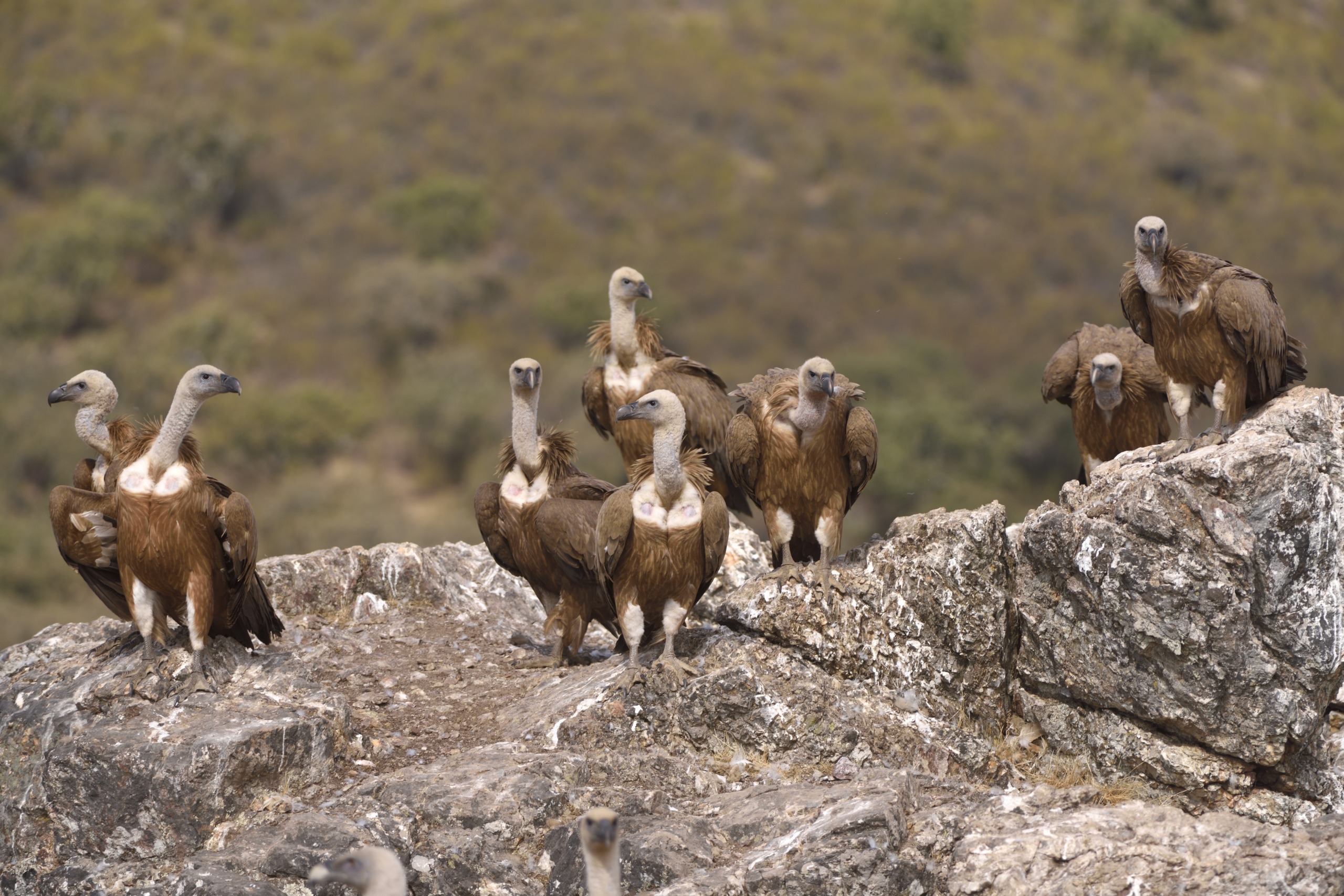 A group of vultures perched on a rocky outcrop in the dehesa, surrounded by lush green foliage. The vultures are in various poses, some standing tall while others are hunched over. The scene conveys a natural, rugged environment typical of this unique landscape.