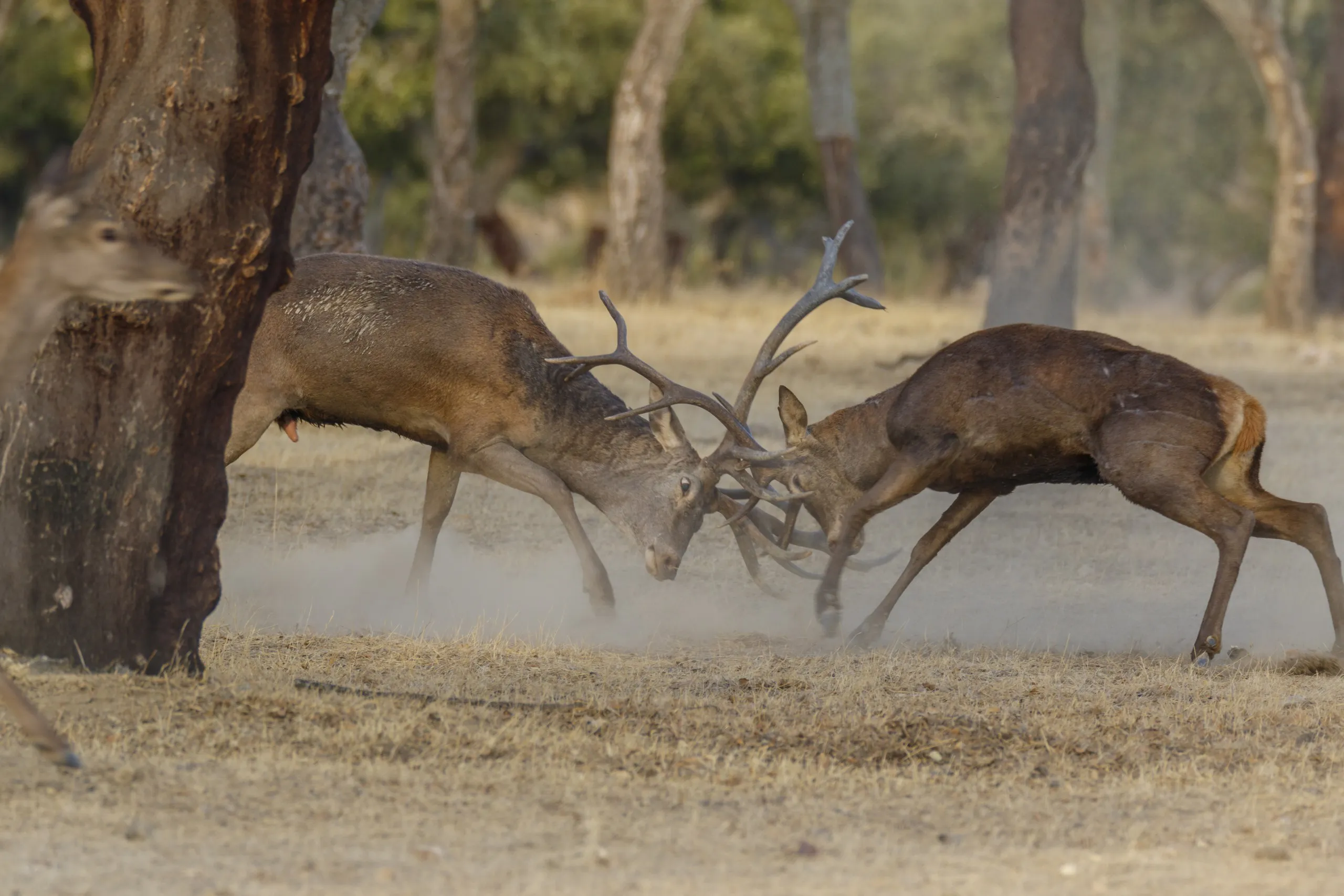 Two deer with large antlers are locked in a fierce battle amidst the dehesa, a unique savanna-like landscape. Dust rises around them as they clash, and several scattered trees watch over the scene in the background.