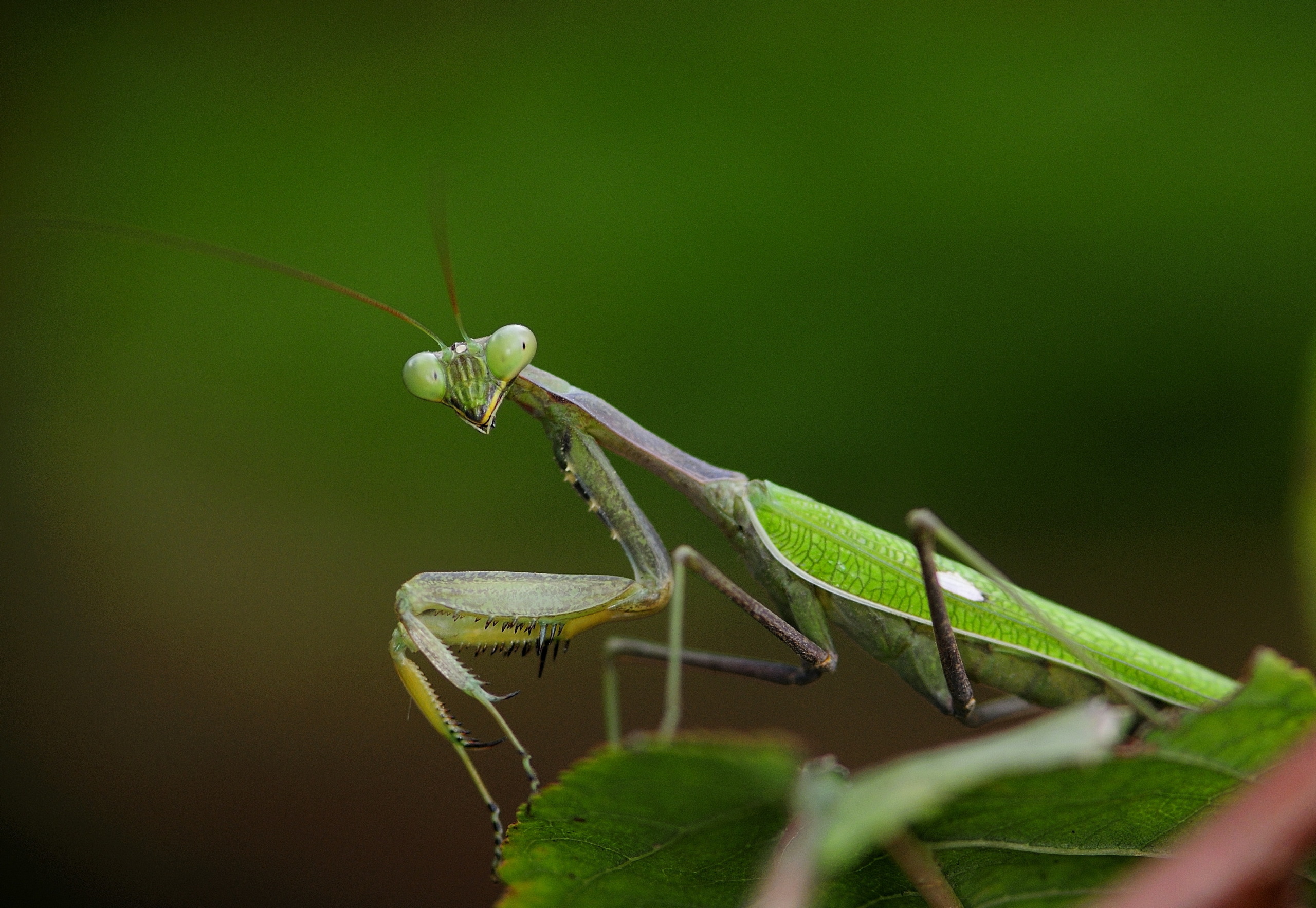 Close-up of a green praying mantis with large eyes and long antennae, perched on a leaf in the lush dehesa landscape, set against a blurred green background.