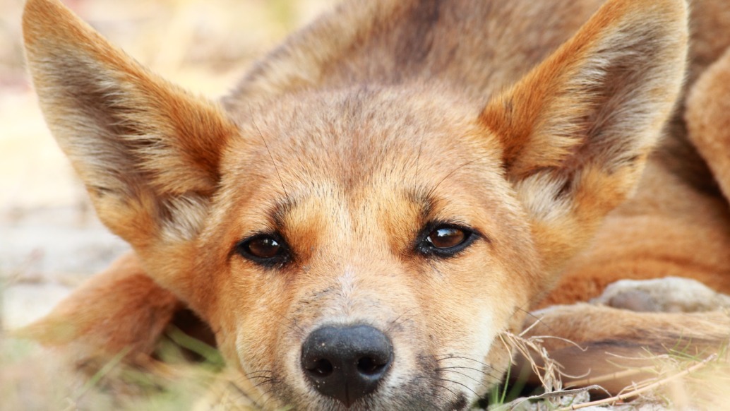 A close-up of a young dingo lying on the ground, gazing directly at the camera. Its large ears are perked up, and its fur is a mix of reddish-brown and light tan, blending with the earthy background.