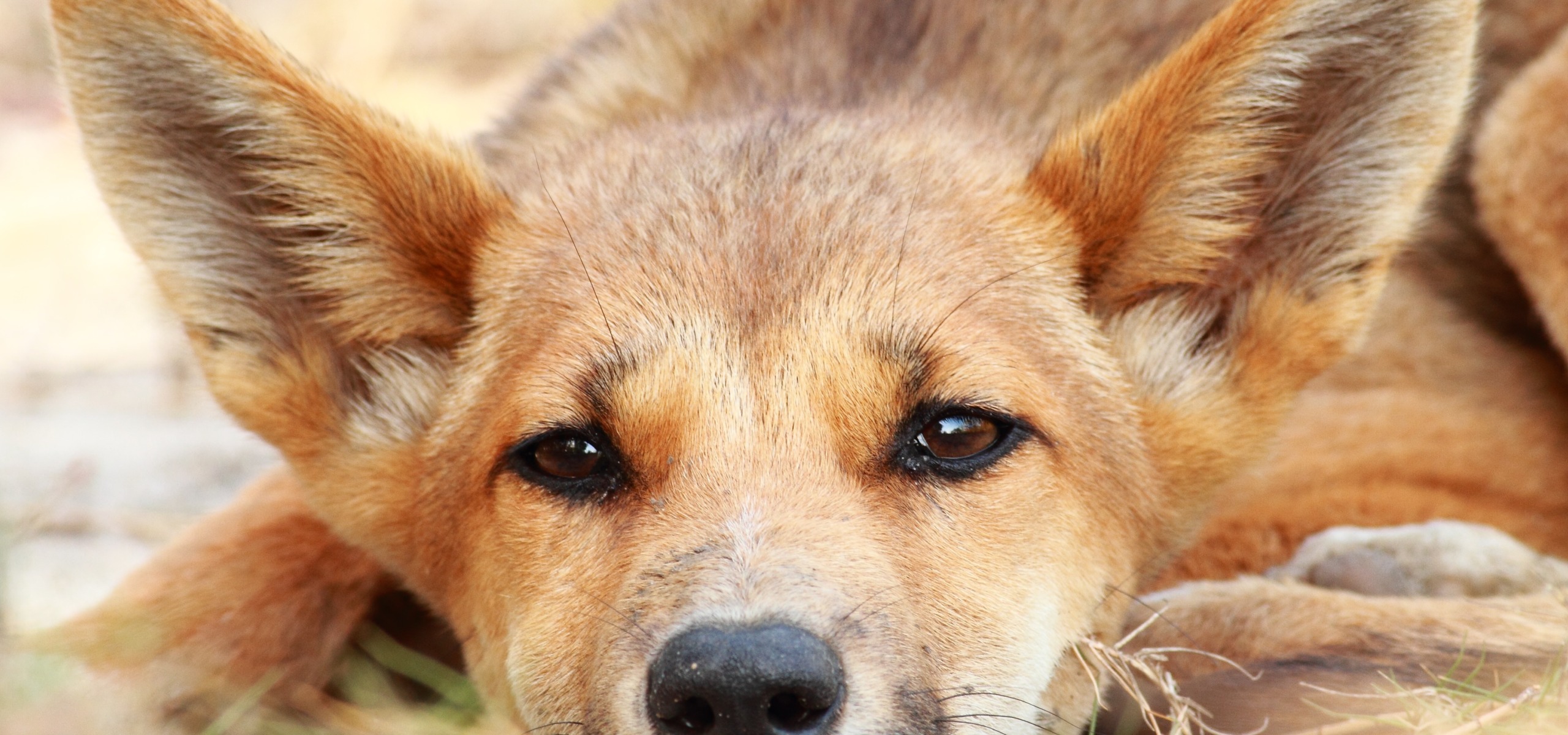 A close-up of a young dingo lying on the ground, gazing directly at the camera. Its large ears are perked up, and its fur is a mix of reddish-brown and light tan, blending with the earthy background.