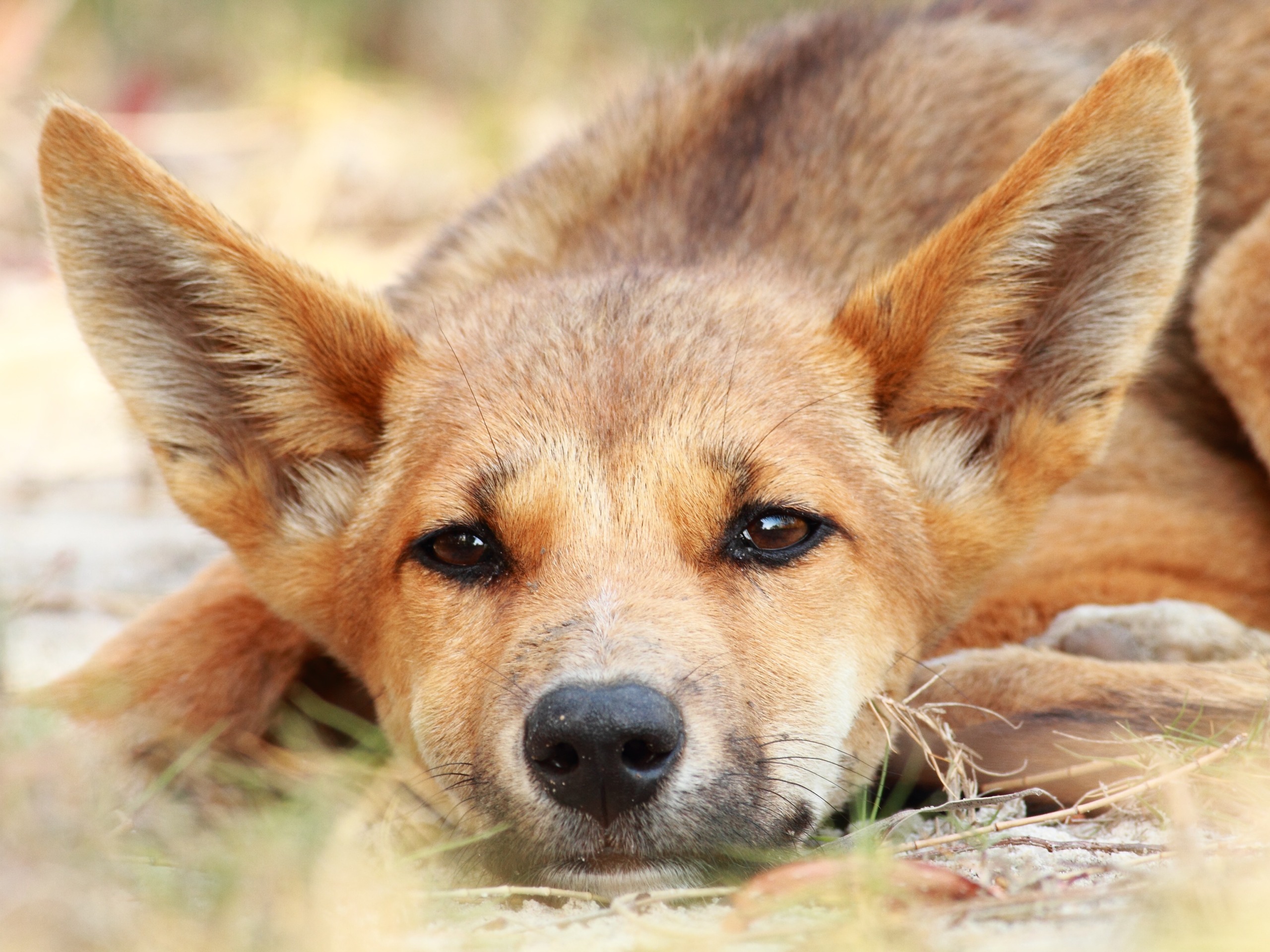 A close-up of a young dingo lying on the ground, gazing directly at the camera. Its large ears are perked up, and its fur is a mix of reddish-brown and light tan, blending with the earthy background.