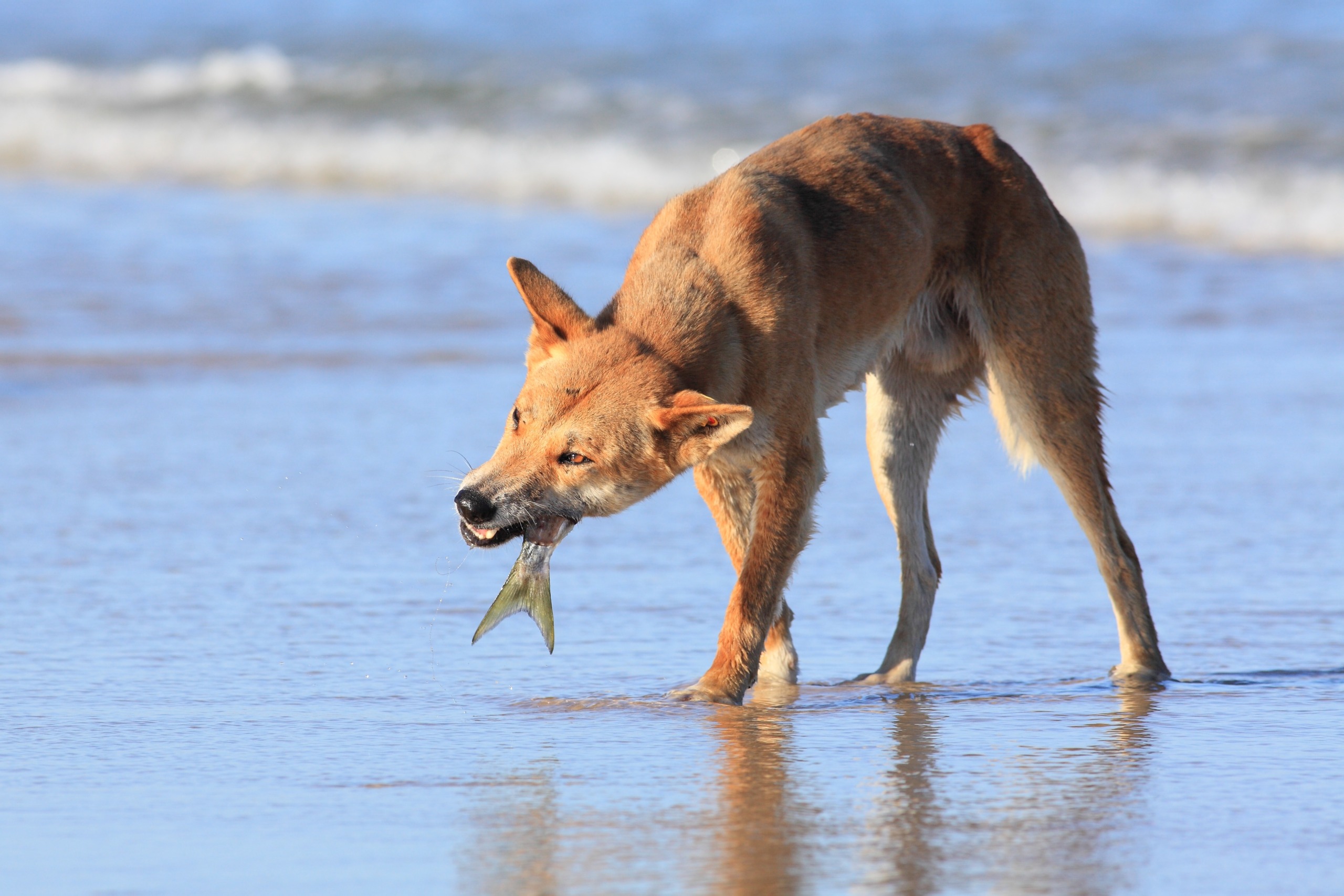 A dingo stands in shallow water at the beach, proudly holding a fish in its mouth. The ocean waves roll gently in the background under a clear blue sky.