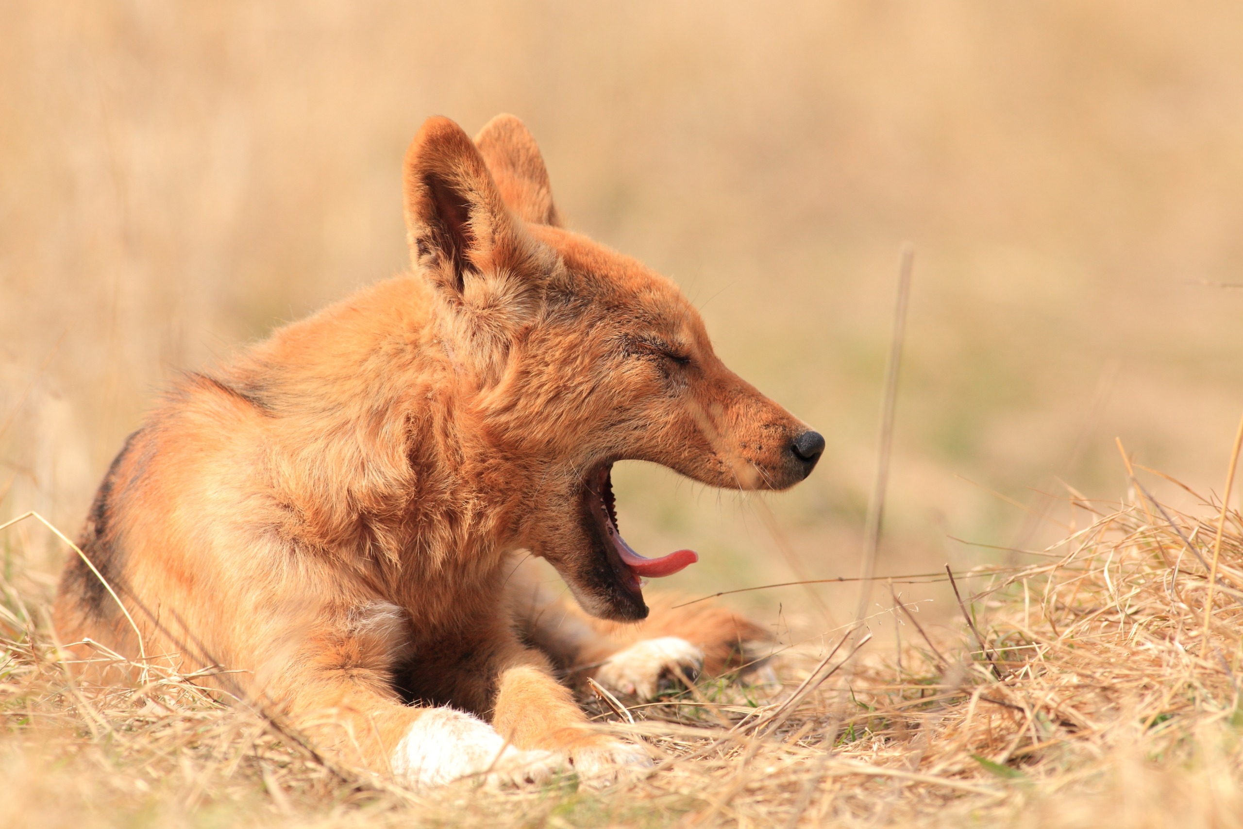 A dingo with reddish-brown fur lies on dry grass, yawning with its eyes closed. The background is blurred, featuring similar dry grass tones.