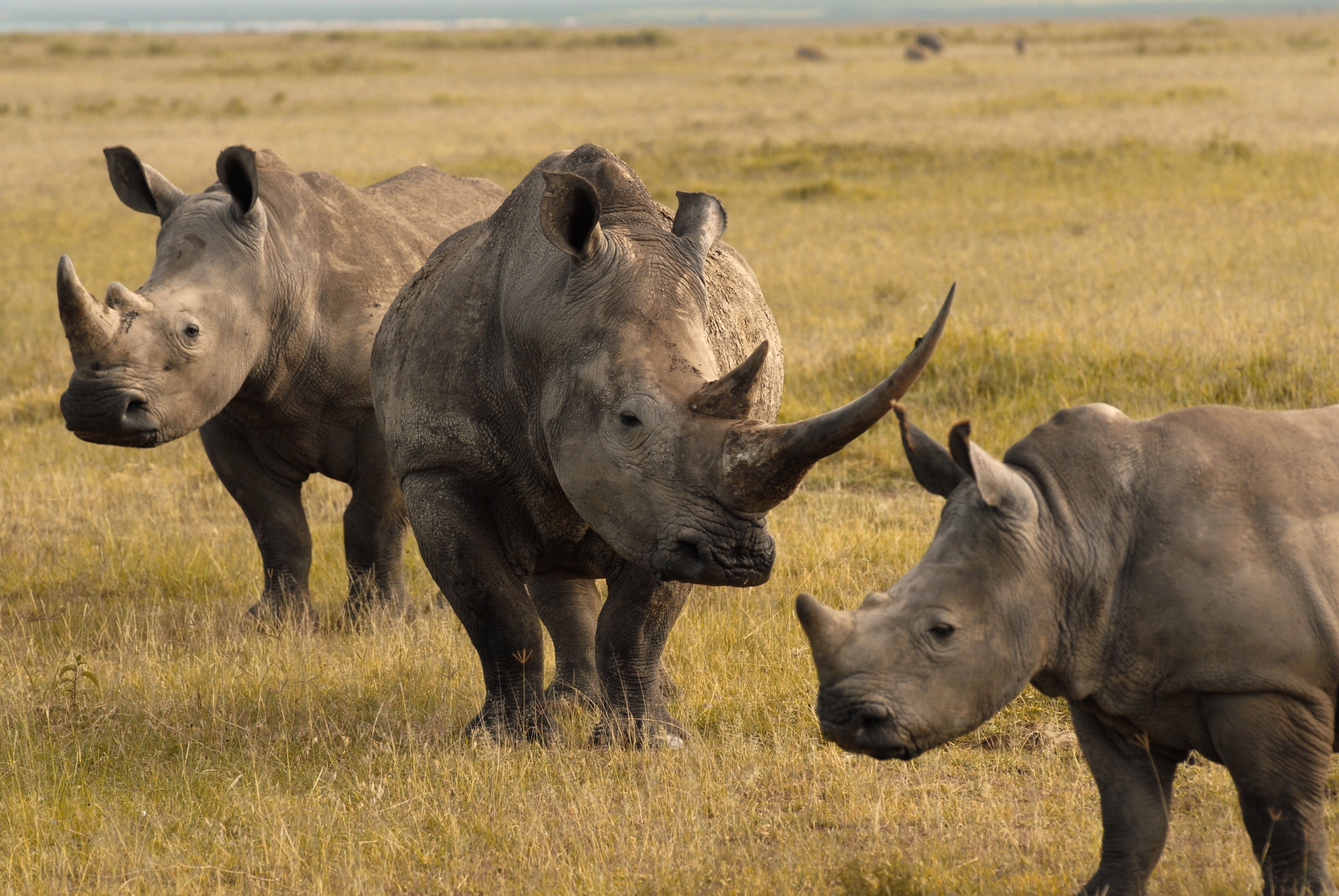 Three rhinoceroses walk together on the grassy plains of the Rift Valley, facing different directions. The landscape is vast and open under a clear sky, with dry grass stretching into the distance.