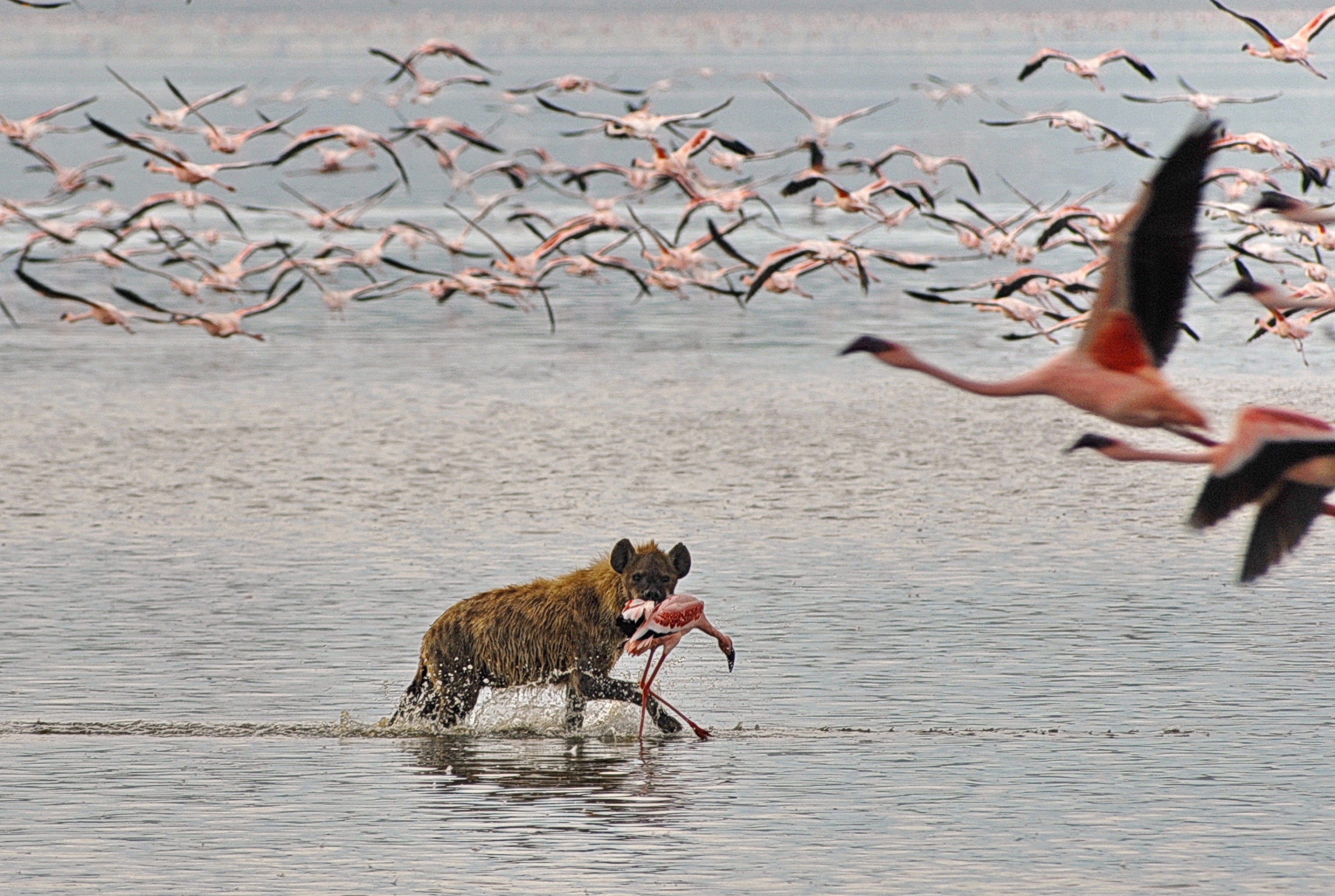 A hyena wades through shallow water in the Rift Valley, clutching a captured flamingo in its mouth. Overhead, a large flock of flamingos flies like a line of fire across the sky, with several birds in the foreground adding to the dynamic scene.