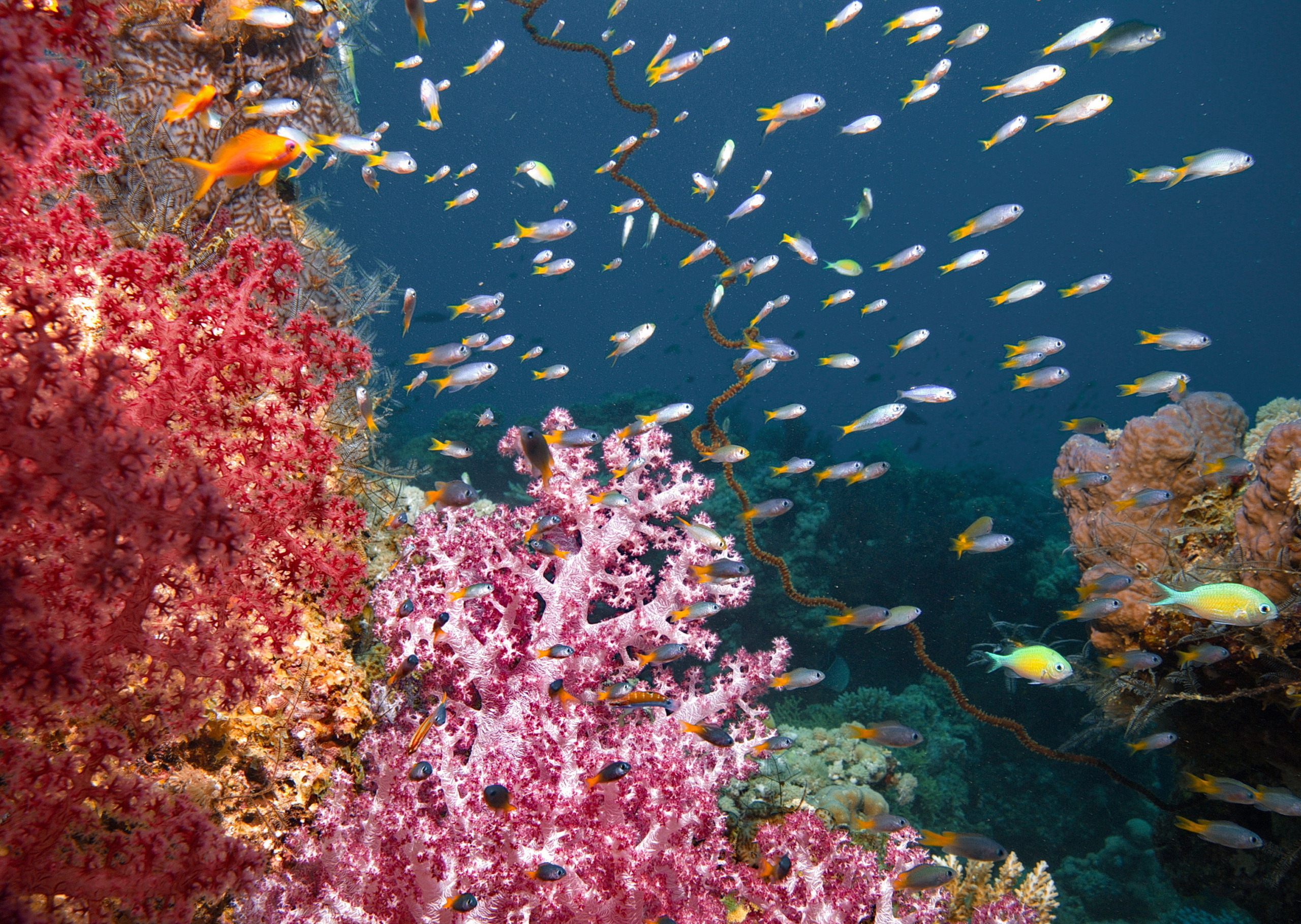 A vibrant underwater scene with colorful coral reefs and numerous small fish swimming. The coral is pink, red, and orange like a fiery line, while the fish are yellow, blue, and white, creating a lively marine environment reminiscent of nature's own rift valley.