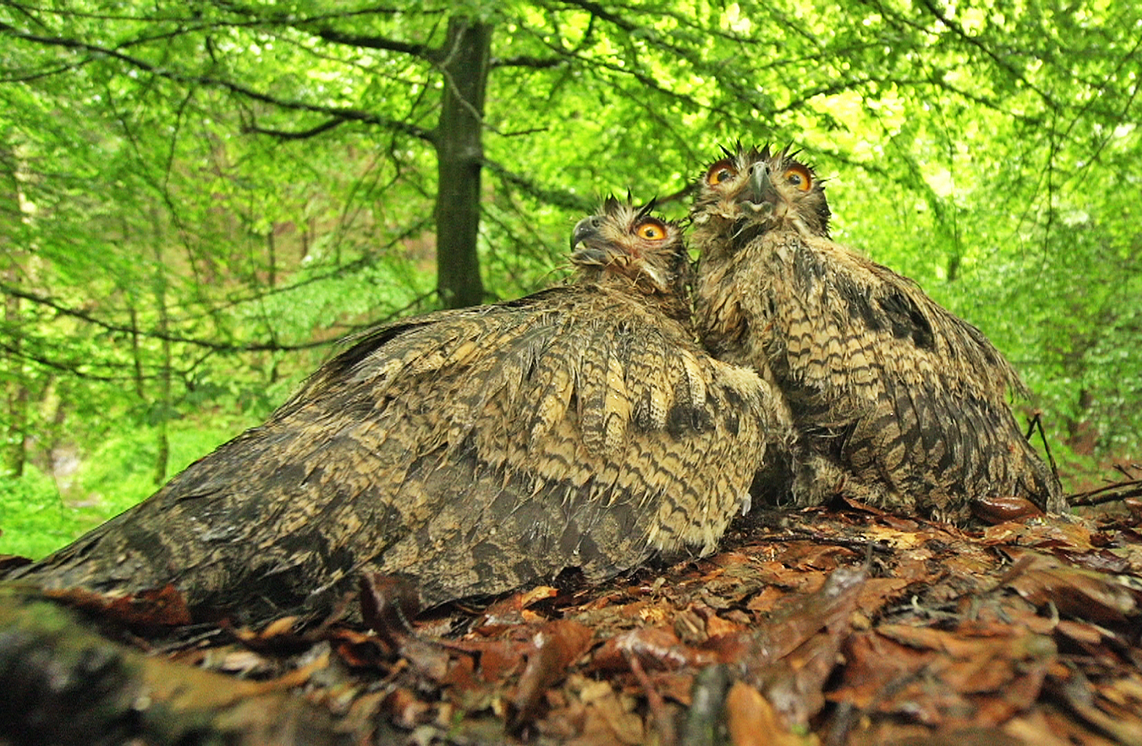 Two owls with wide eyes rest close together on a forest floor filled with leaves. The background, despite the aftermath of a wild weather storm, remains lush with vibrant green trees, creating a serene woodland atmosphere that highlights the resilience of wildlife.