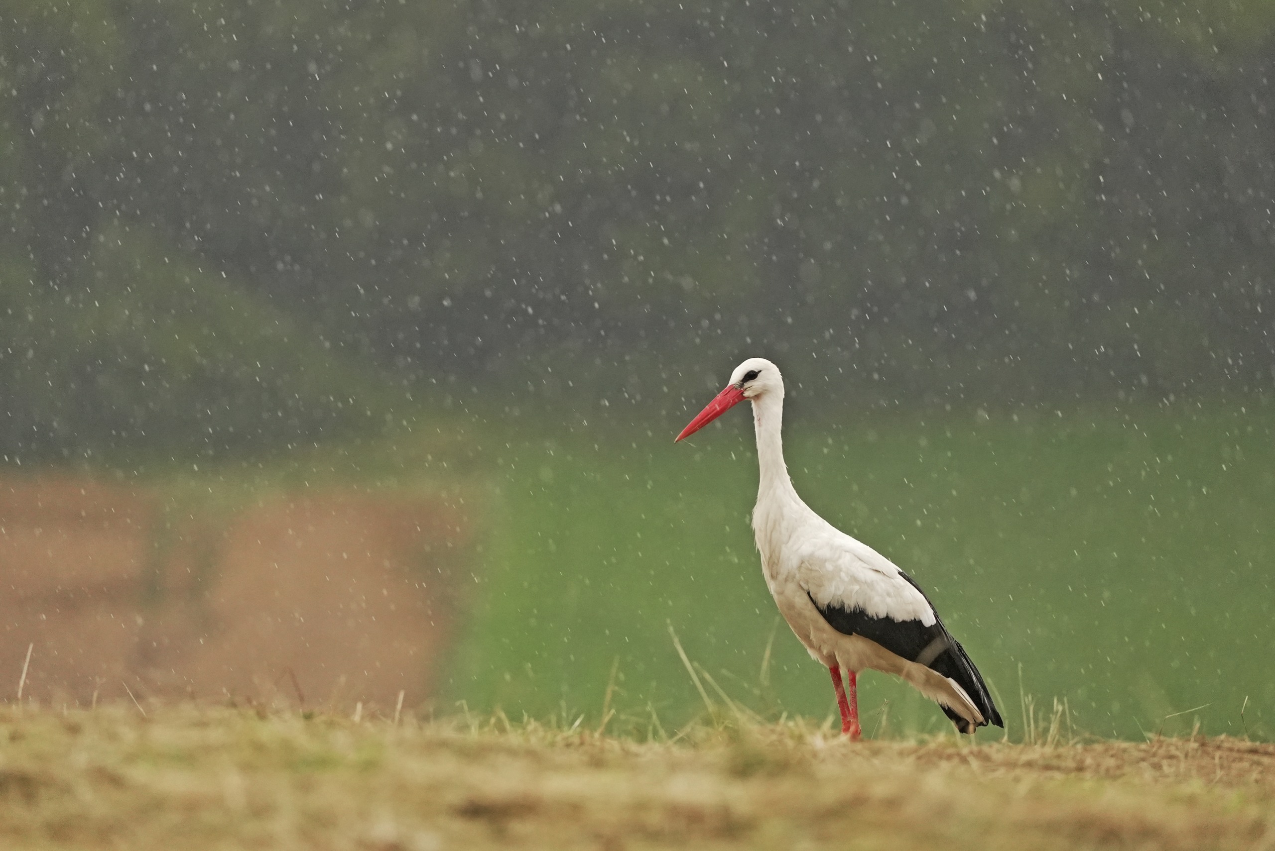 A white stork with a red beak and legs stands in a field during wild weather. The background is blurred, showing green and brown hues.