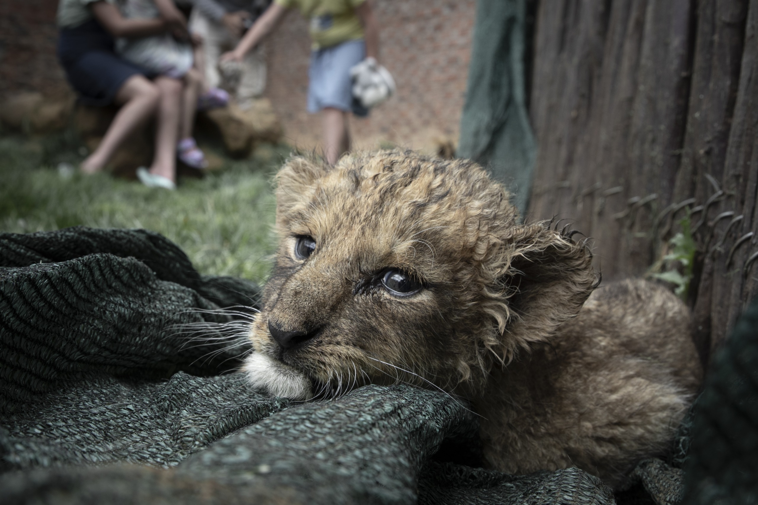 A young, dethroned lion cub lies on a green net, gazing wistfully ahead. Blurred figures of people are in the background, creating a striking contrast between the majestic animal and its unfamiliar environment.