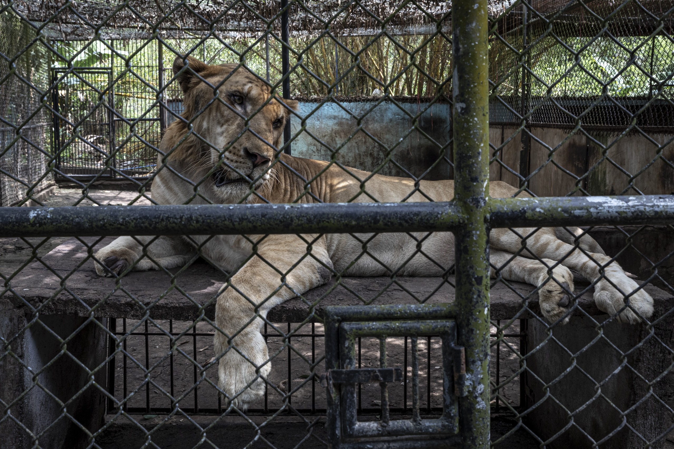 A dethroned lioness lies on a wooden platform inside a cage, surrounded by a chain-link fence. The background is shaded, with patches of sunlight filtering through the foliage above. Despite her reduced reign, the lioness appears calm and relaxed.