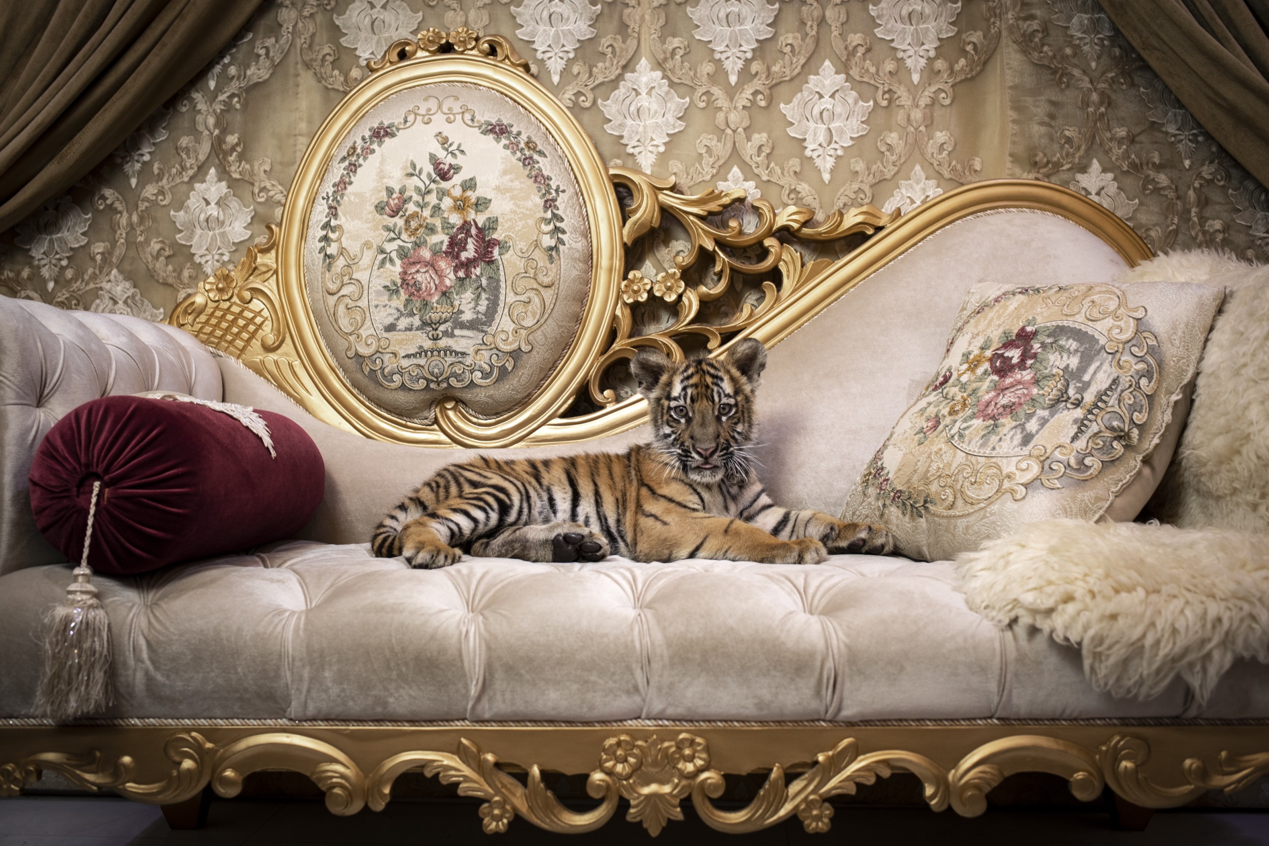 A dethroned tiger cub lies on an ornate, gold-trimmed sofa with intricate floral designs. The luxurious setting, complete with patterned wallpaper, a decorative pillow, and a maroon bolster, exudes an opulent yet melancholic atmosphere.