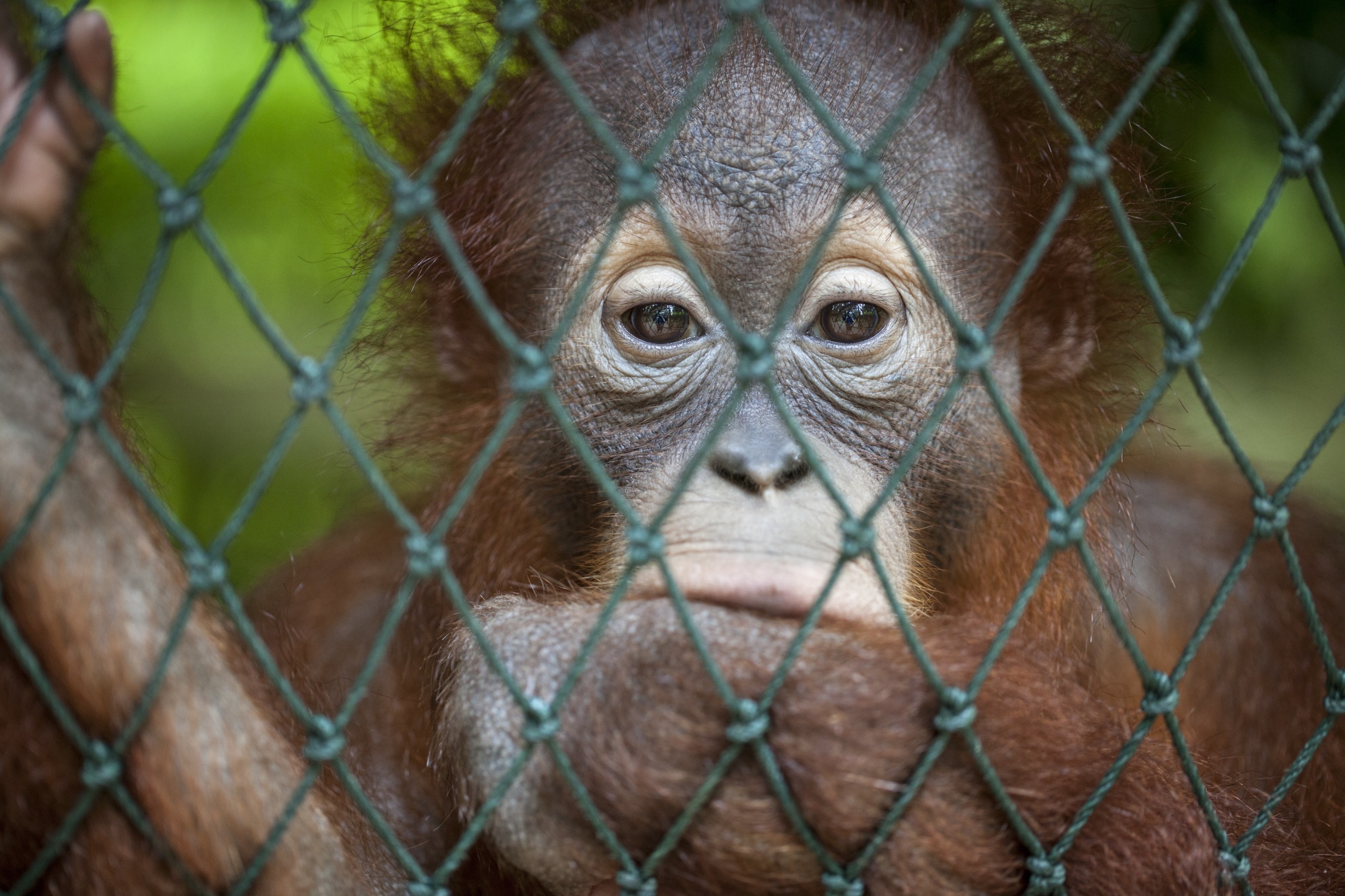 A young orangutan gazes contemplatively through a wire mesh fence, embodying the deep wisdom reflected in the eyes of the orangutan. Its hand rests thoughtfully on its chin, while behind it, blurred greenery provides a serene natural backdrop.