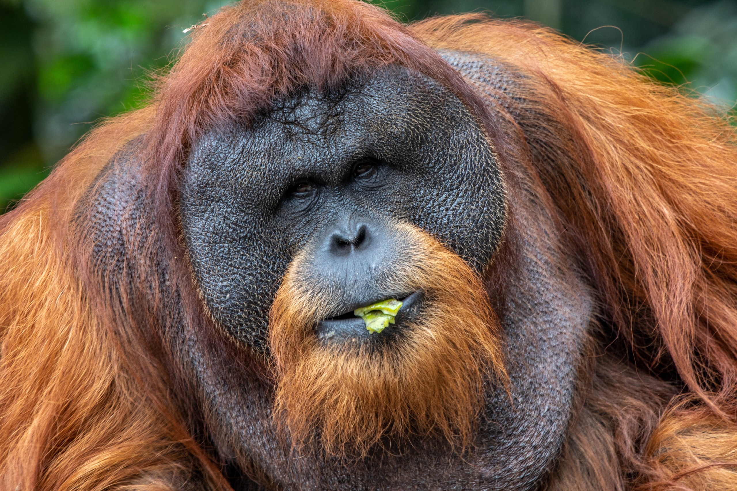 In a stunning close-up, an orangutan with reddish-brown fur gazes into the camera, leafy greens still held in its mouth. The blurred green backdrop hints at its natural habitat, akin to scenes from a mesmerizing wildlife documentary like 