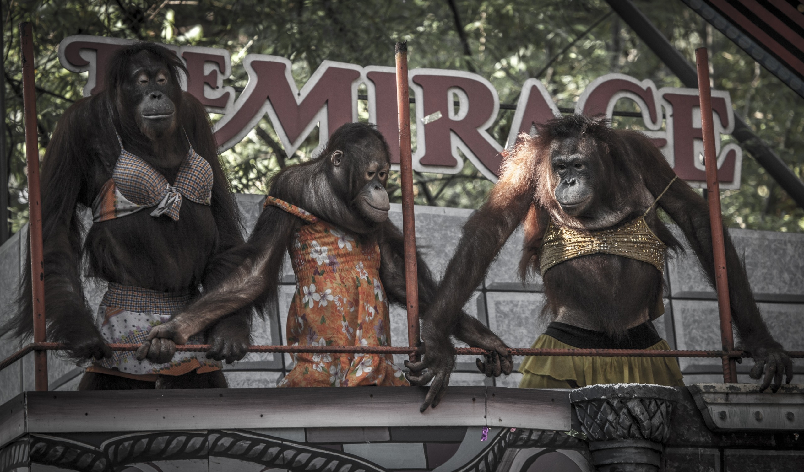 Three orangutans, stars of the 