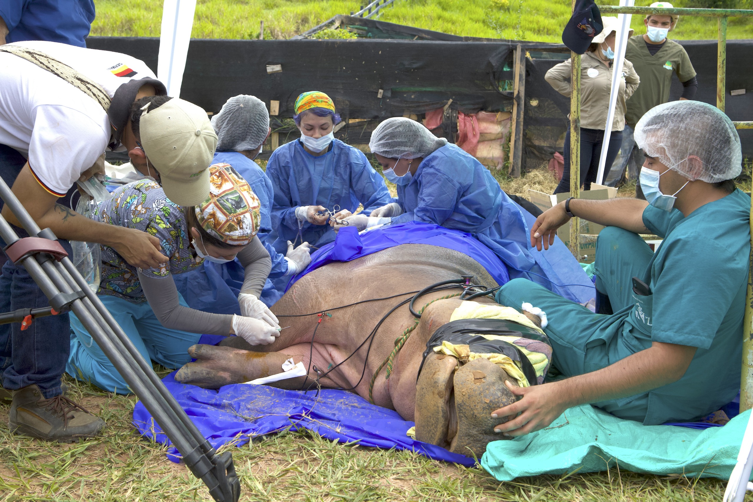 A team of veterinarians and assistants perform a medical procedure on one of Escobar's hippos, lying on a tarp outdoors. The animal is surrounded by medical personnel in scrubs, masks, and gloves, with equipment and tools visible around them.