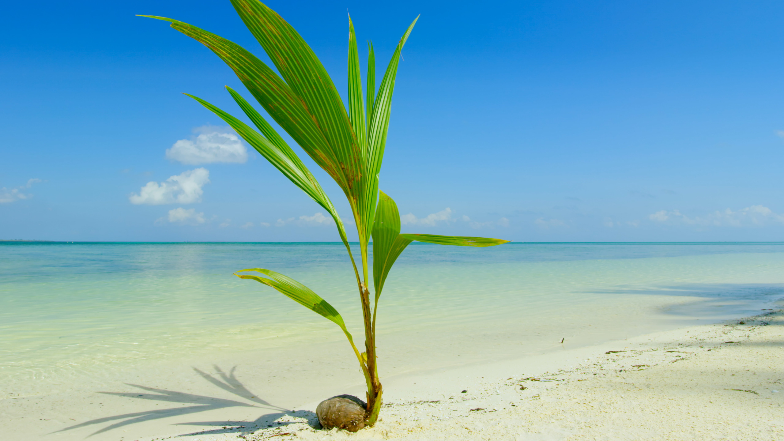 A young palm tree grows from a coconut on a pristine, sandy beach. Embracing the beauty of nature, the turquoise ocean stretches to the horizon under a clear blue sky, with a few scattered clouds.