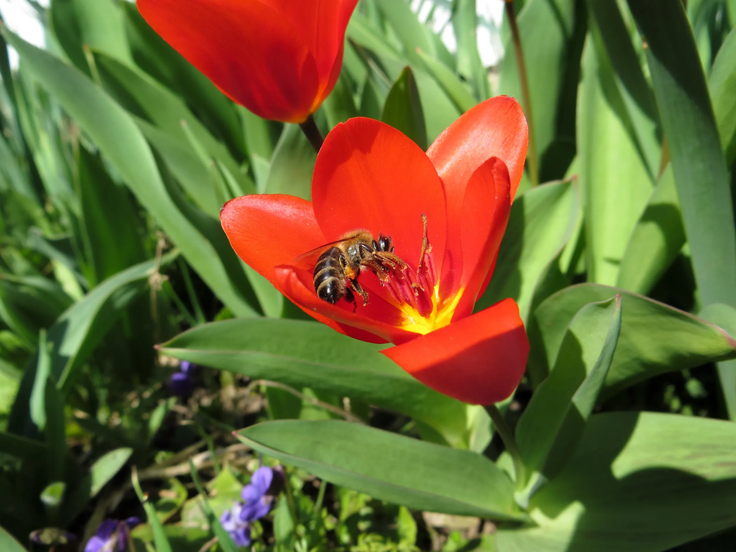 A bee collecting nectar from a vibrant red tulip, embraced by lush green leaves and tiny purple flowers, thrives under the bright sunlight—a vivid illustration of Earth's beautiful natural harmony.