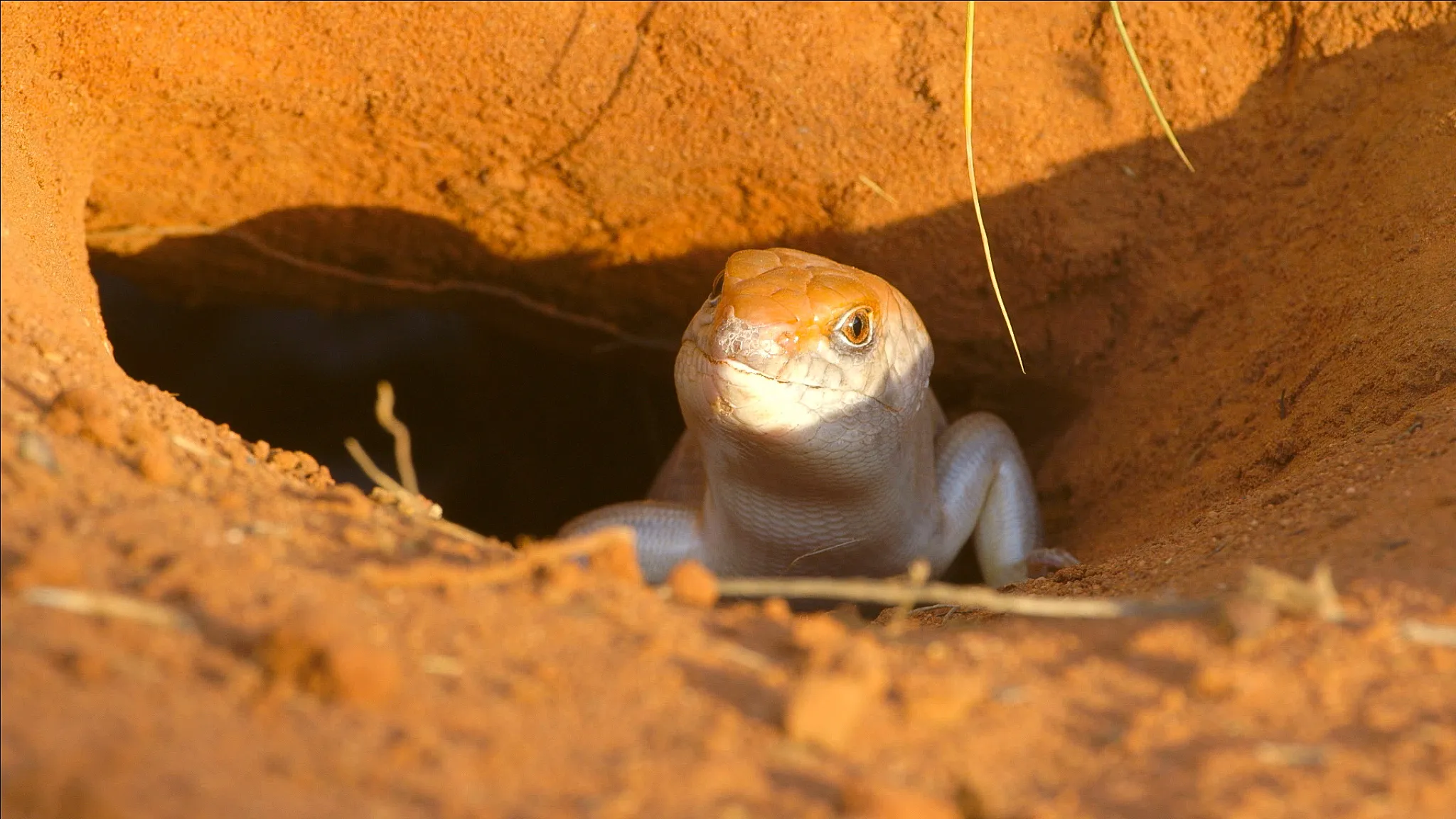 A lizard peeks out from its burrow, its head and upper body visible amid the reddish-brown soil. This natural, tunnel-like setting is a testament to Earth's wondrous biodiversity. Sunlight illuminates the scene, highlighting the lizard's textured skin as a marvel of nature.