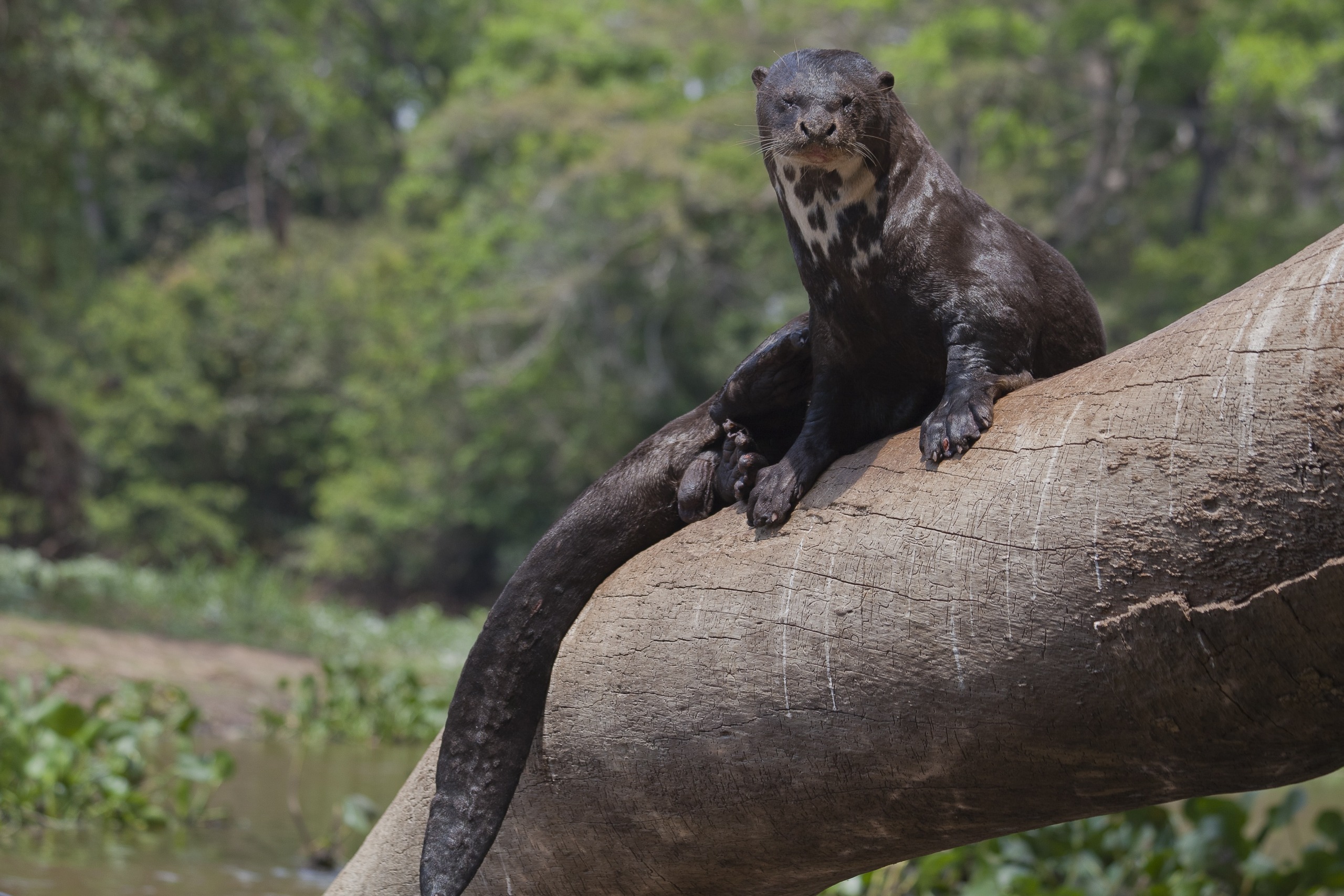 A giant otter sits majestically on a large, fallen tree trunk in a lush, green forest. The otter looks directly at the camera, its long tail draping down the trunk. This serene scene captures the essence of nature's beauty on our planet Earth, surrounded by dense foliage.