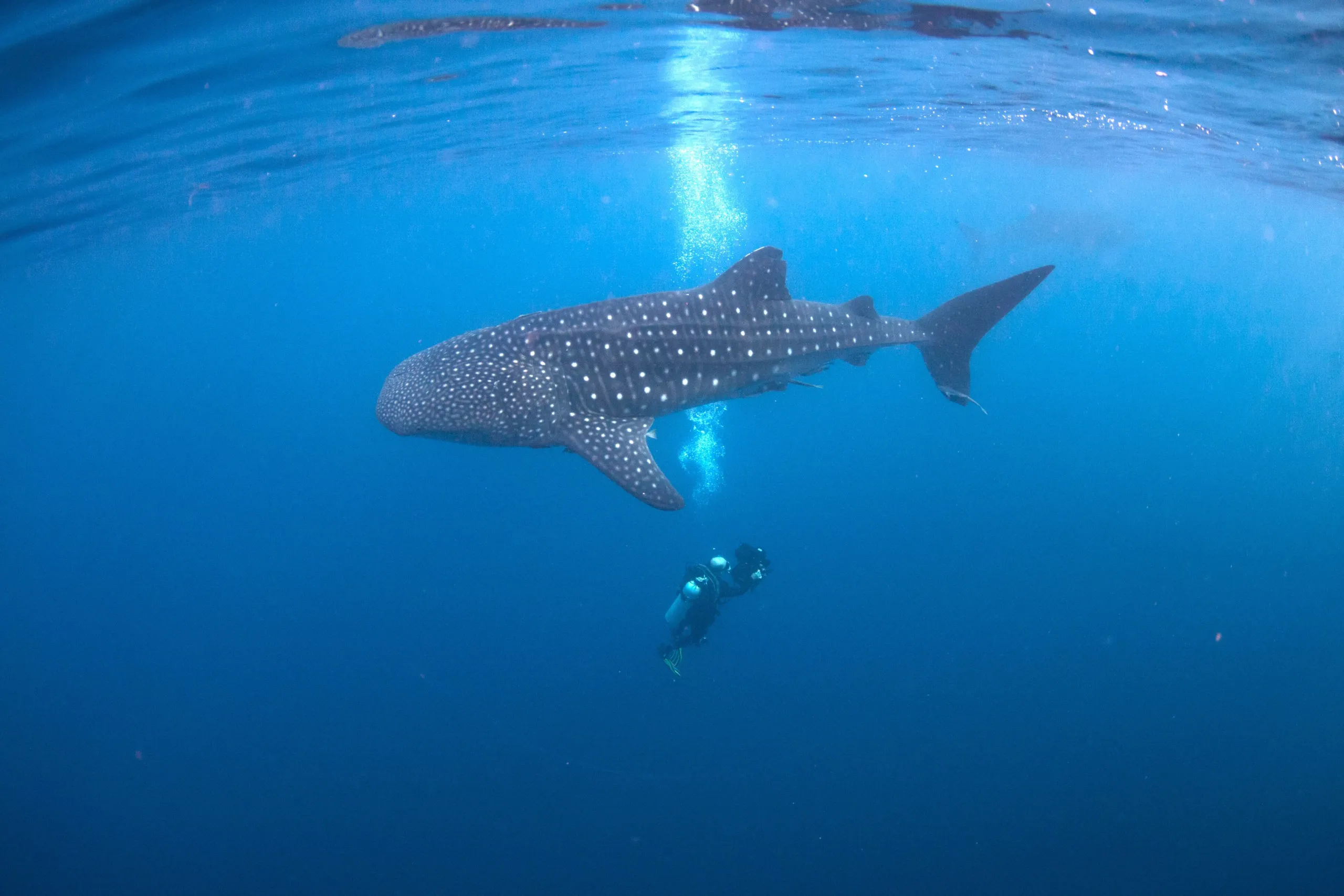 A diver swims underwater near a large whale shark. This majestic creature, with its spotted skin and wide, flat head, glides gracefully through the deep blue ocean. Sunlight filters from above, highlighting the beauty of Earth's natural wonders in this serene planet’s aquatic realm.