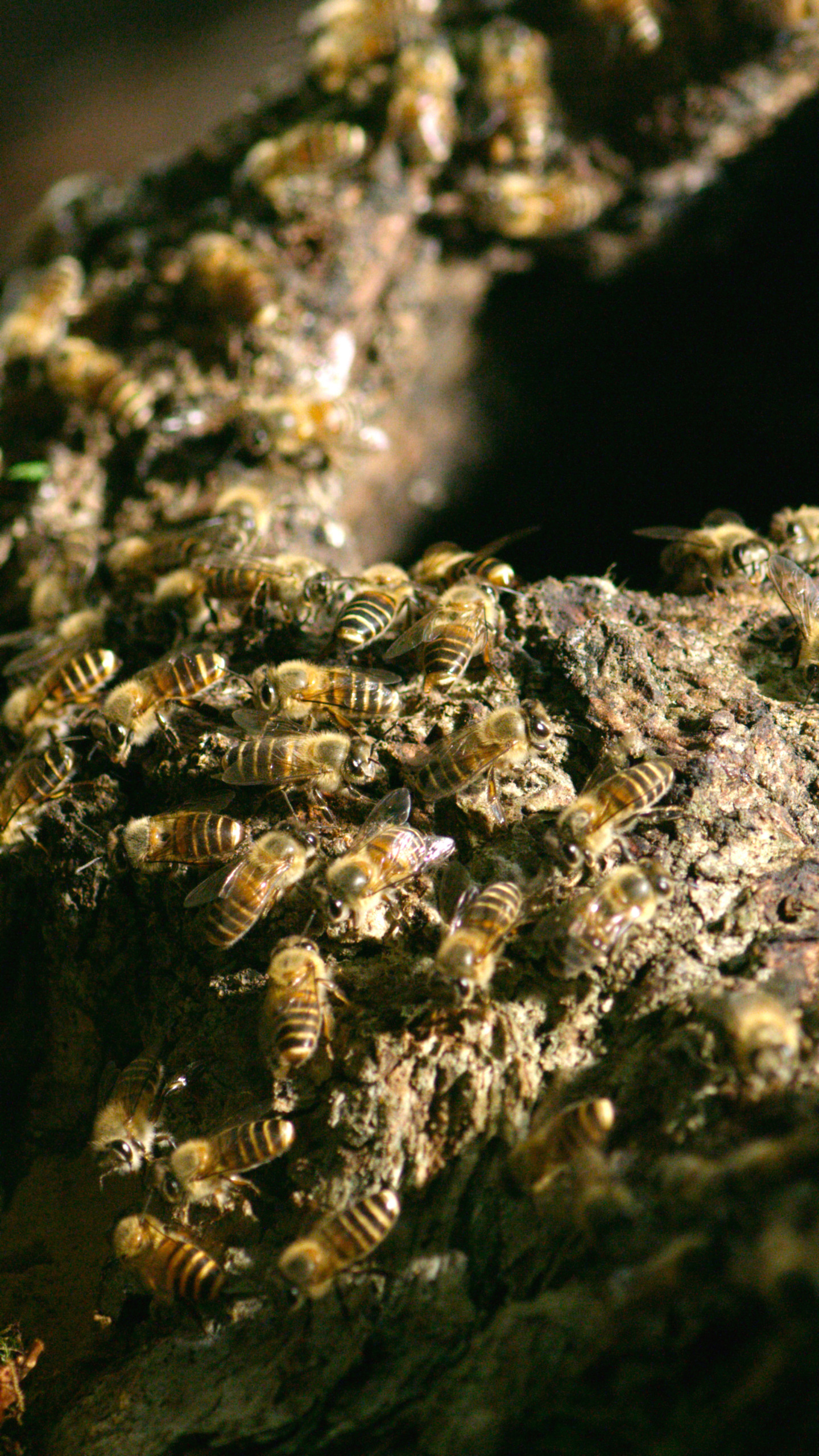 A close-up view of numerous wondrous bees crawling on a textured, bark-covered surface. The wild bees, with their distinct yellow and black stripes, are gathered densely, suggesting a hive or honeycomb nearby. Sunlight highlights their bodies and the bark's detail.