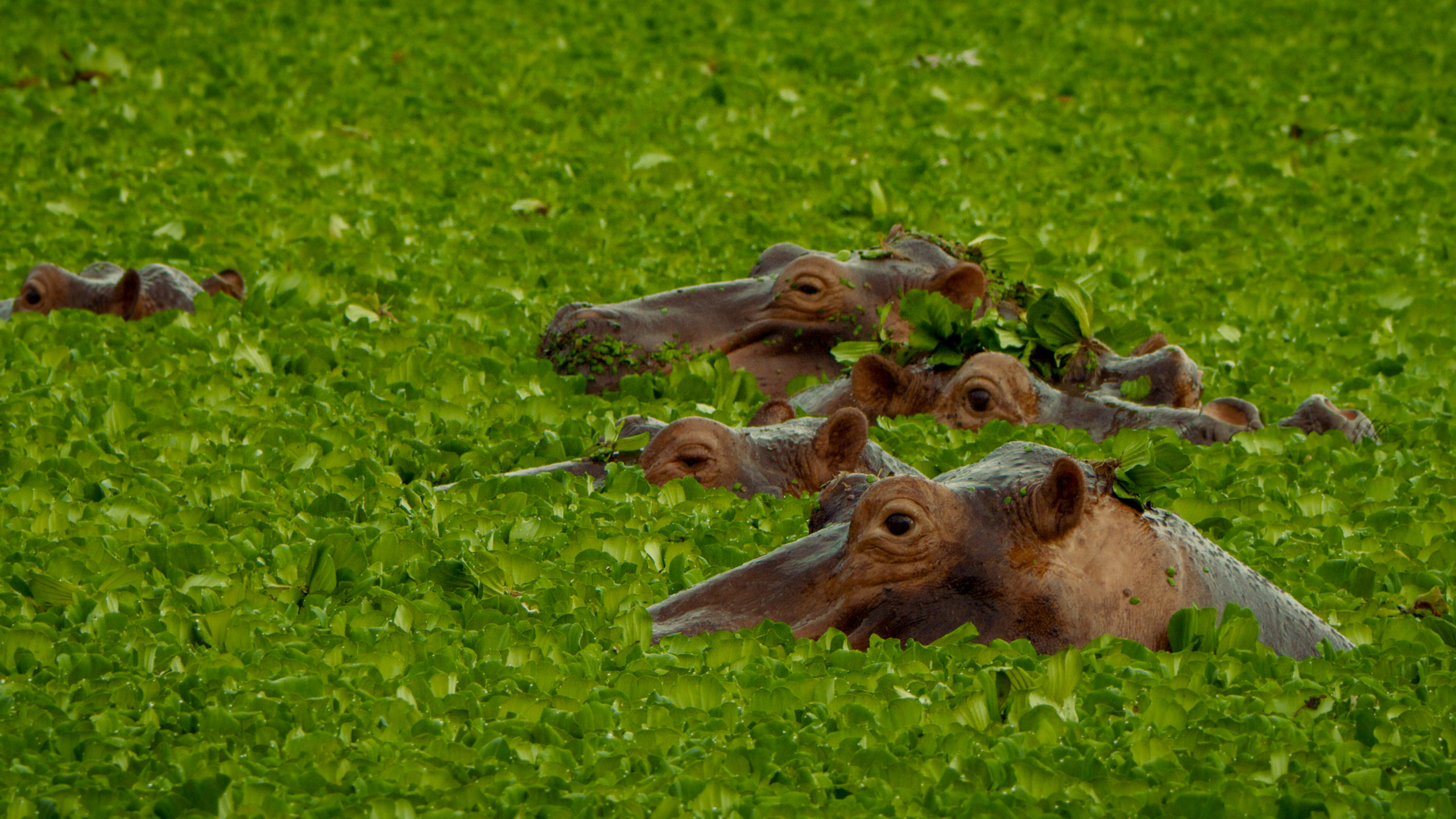 A wondrous group of hippos is partially submerged in green water, covered with aquatic plants. Only their heads break the surface, some adorned with leaves, blending seamlessly into the wild and lush surroundings.