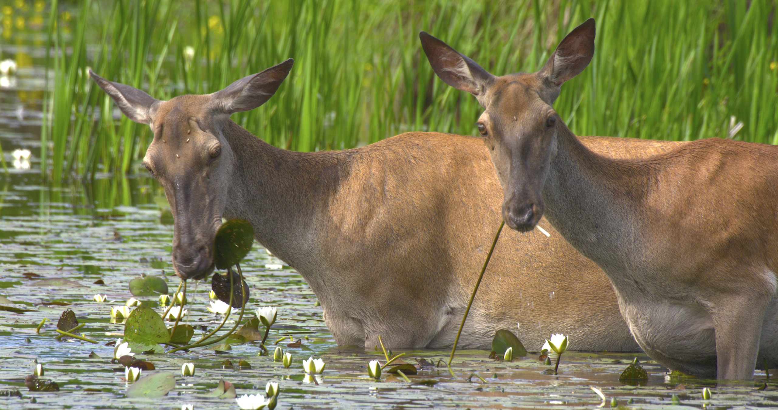 Two deer stand in shallow water surrounded by green reeds and white water lilies in Europe's Amazon. They munch on aquatic plants, with one looking toward the camera. The setting is a lush wetland with vibrant green vegetation, akin to a natural European marketplace bursting with life.