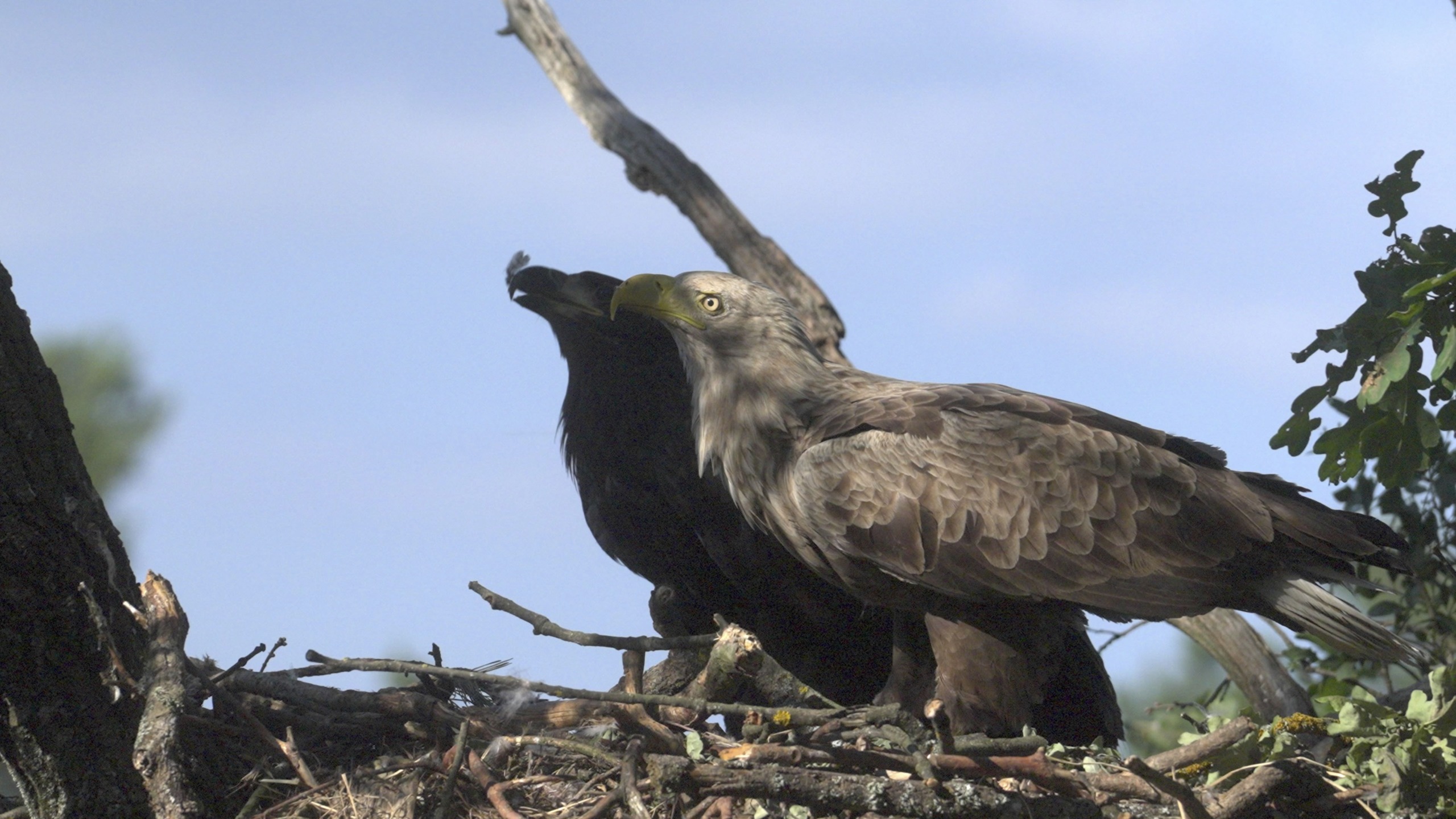 Two eagles perched on a nest of branches and twigs, reminiscent of nature's online marketplace. One eagle stands in the foreground with a prominent beak, while the other is partially obscured. The sky, clear and blue, highlights greenery reminiscent of Europe’s Amazon.