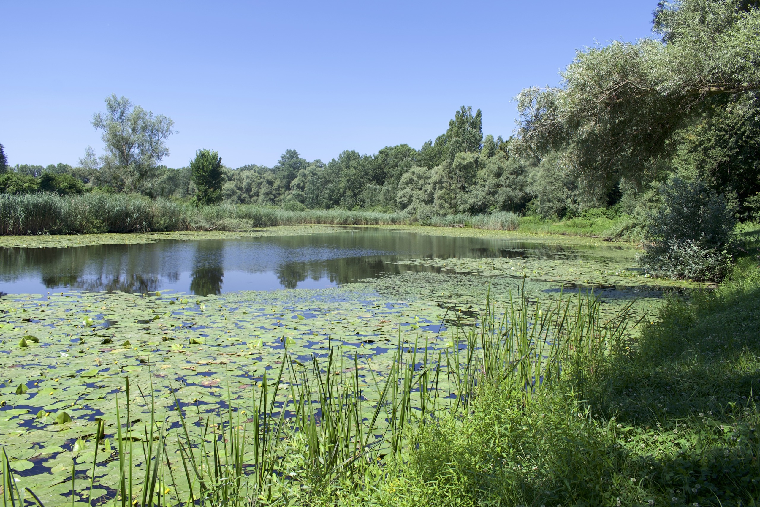 A serene pond, often likened to Europe's Amazon, is covered with lily pads and surrounded by lush greenery under a clear blue sky. Trees and shrubs line the water's edge, reflecting in the calm surface, creating a peaceful, natural scene.