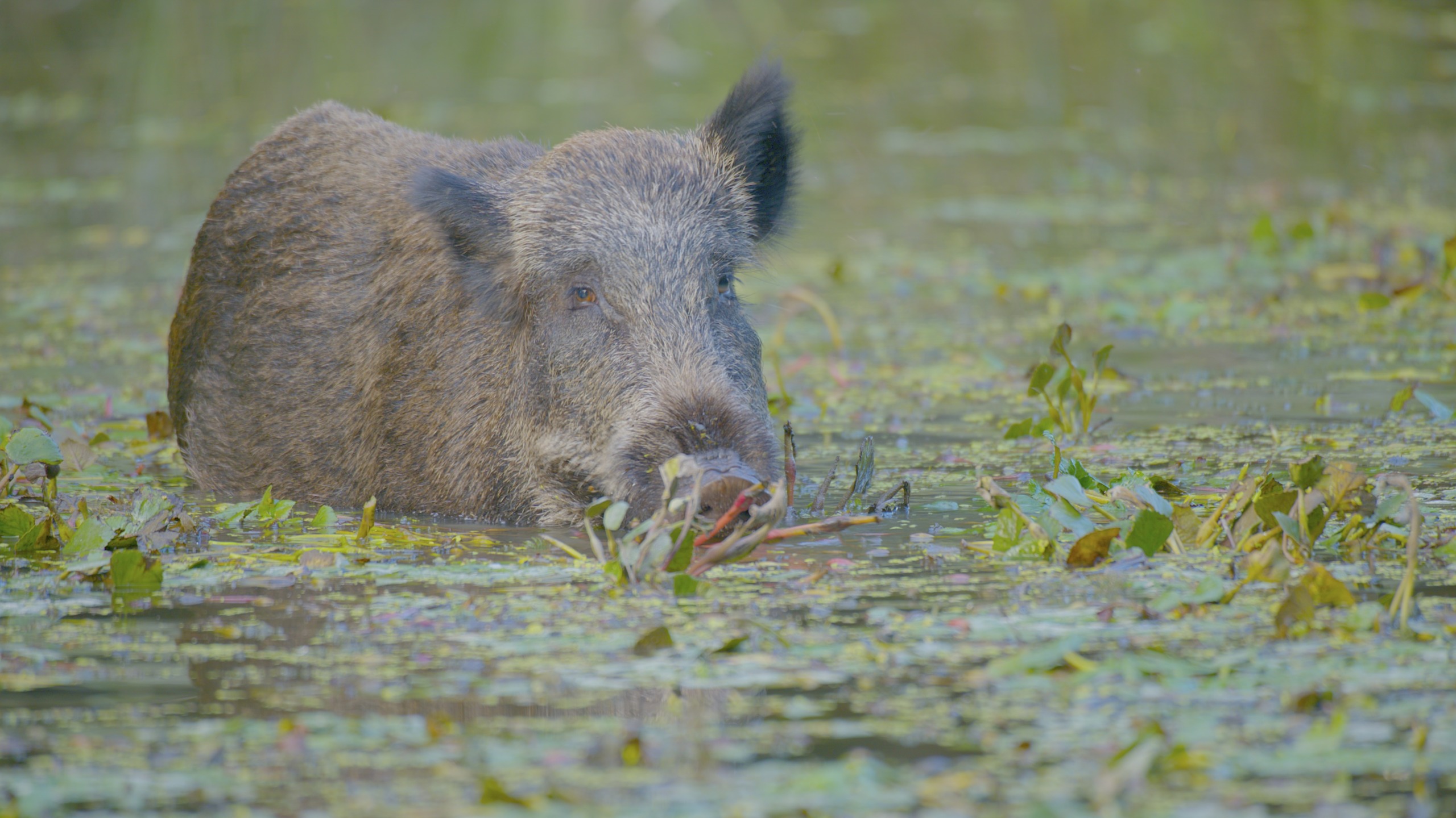 A wild boar partially submerged in water, surrounded by green lily pads and aquatic plants, evokes the untamed charm of Europe's Amazon. The scene suggests a natural habitat, with the boar engaged in foraging or exploring its vibrant environment.