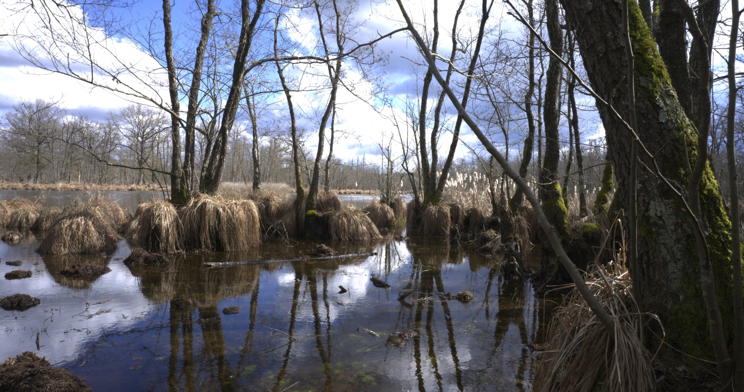 A serene wetland scene reminiscent of Europe's Amazon, with tall, leafless trees and clumps of dry grasses reflecting in the calm water. The sky is partly cloudy, revealing patches of blue.