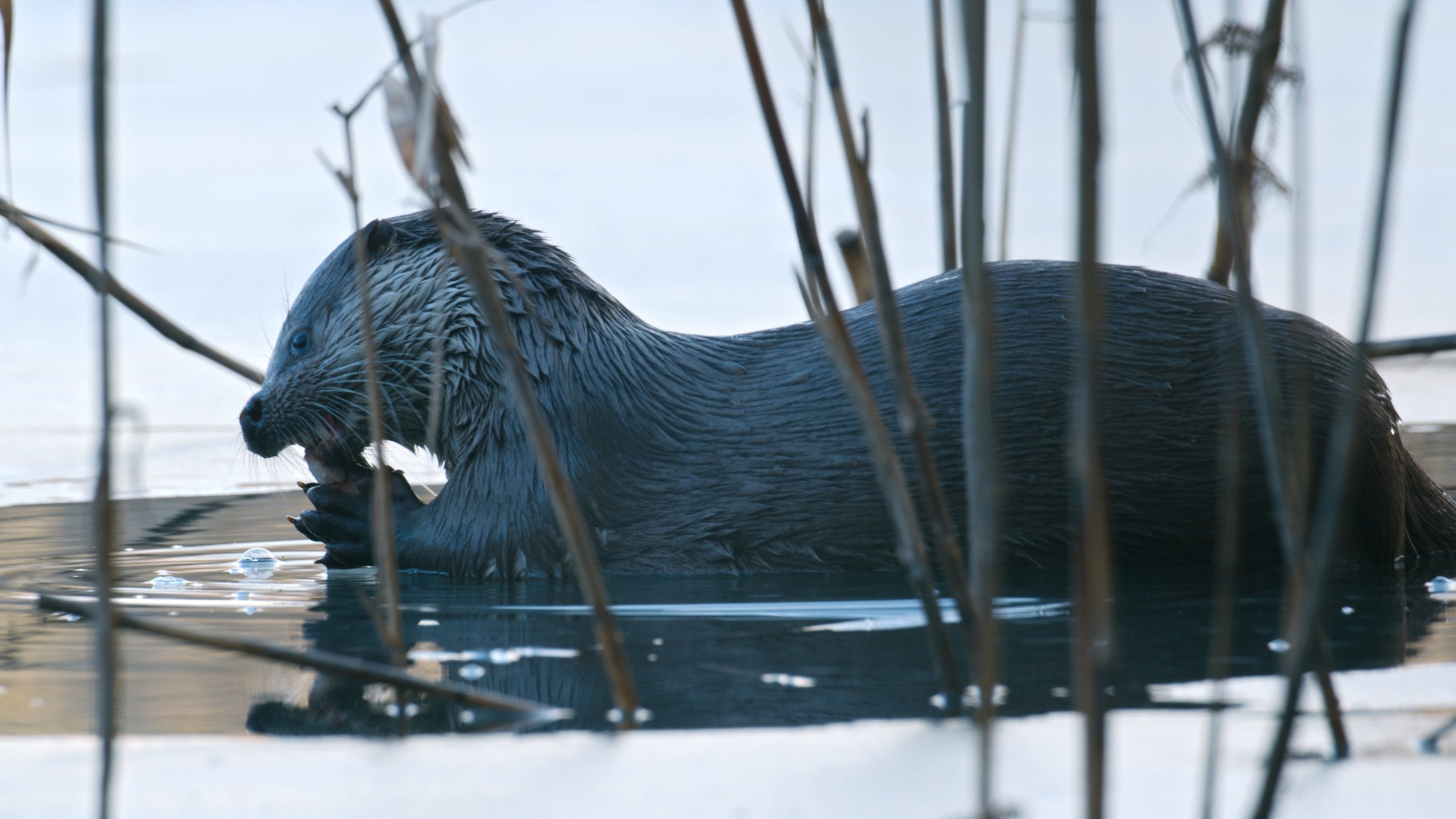 An otter is partially submerged in water, surrounded by the lush reeds of Europe's Amazon. It appears to be holding and biting an object with both its paws, gently creating small ripples on the water's surface.