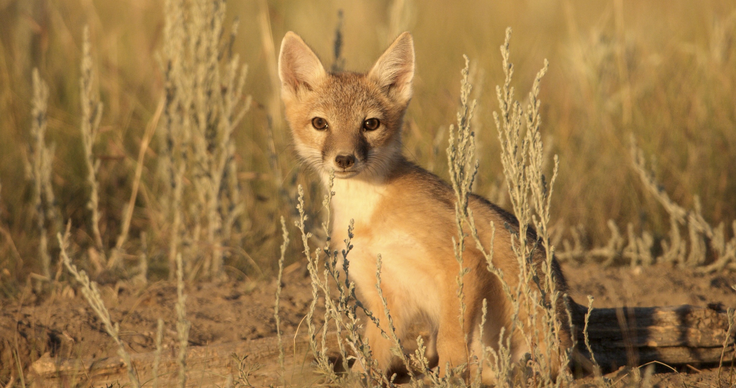 A small fox with light brown fur and big ears sits alert in the dry, grassy field of the grasslands. The sun casts a warm glow over the scene, highlighting the fox's curious expression against the tall grass.