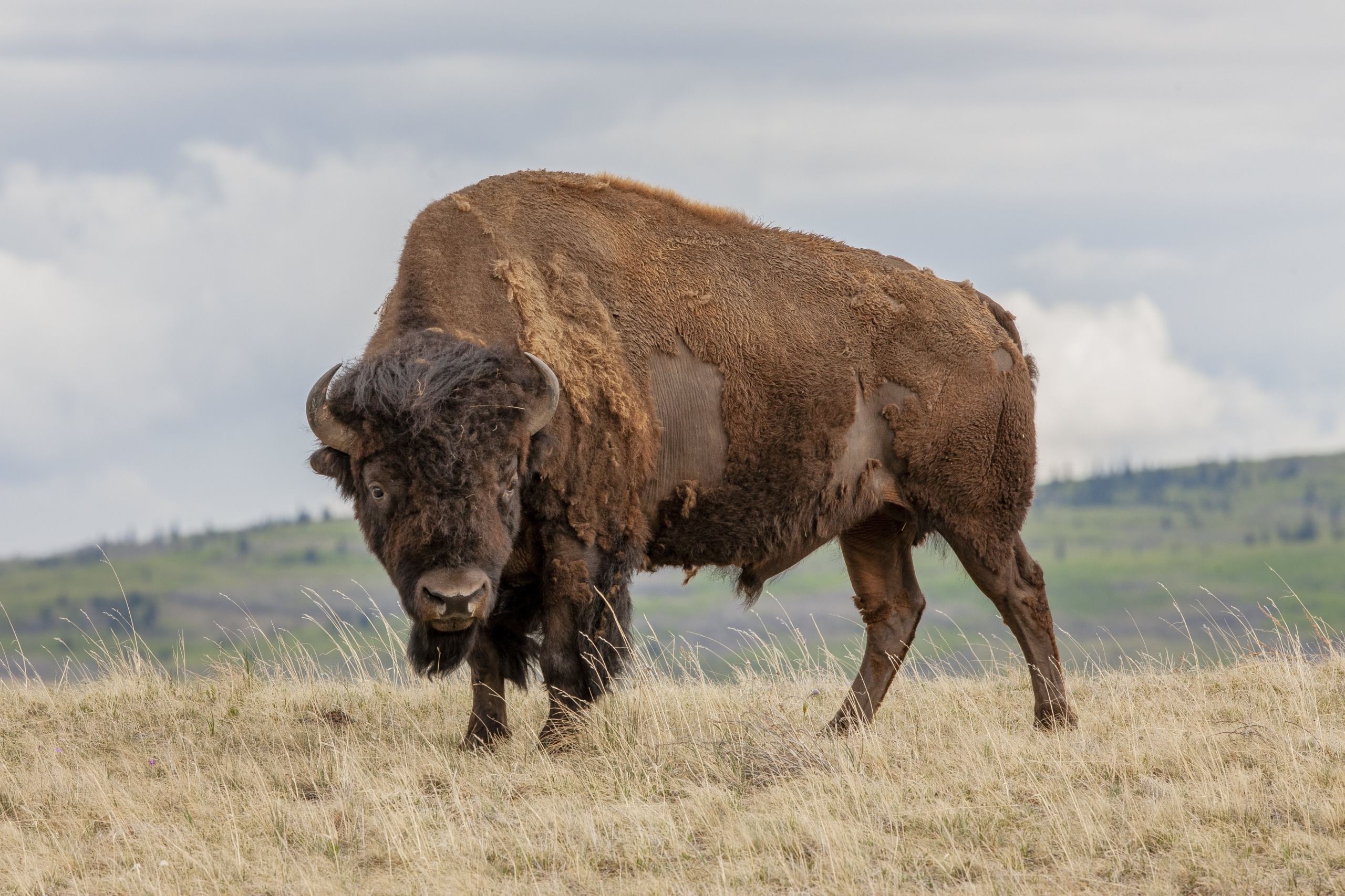 A large bison stands on the expansive grasslands under a cloudy sky. Its brown fur appears shaggy, and its head is lowered as it looks toward the viewer. The vast landscape stretches out behind it, featuring distant hills.