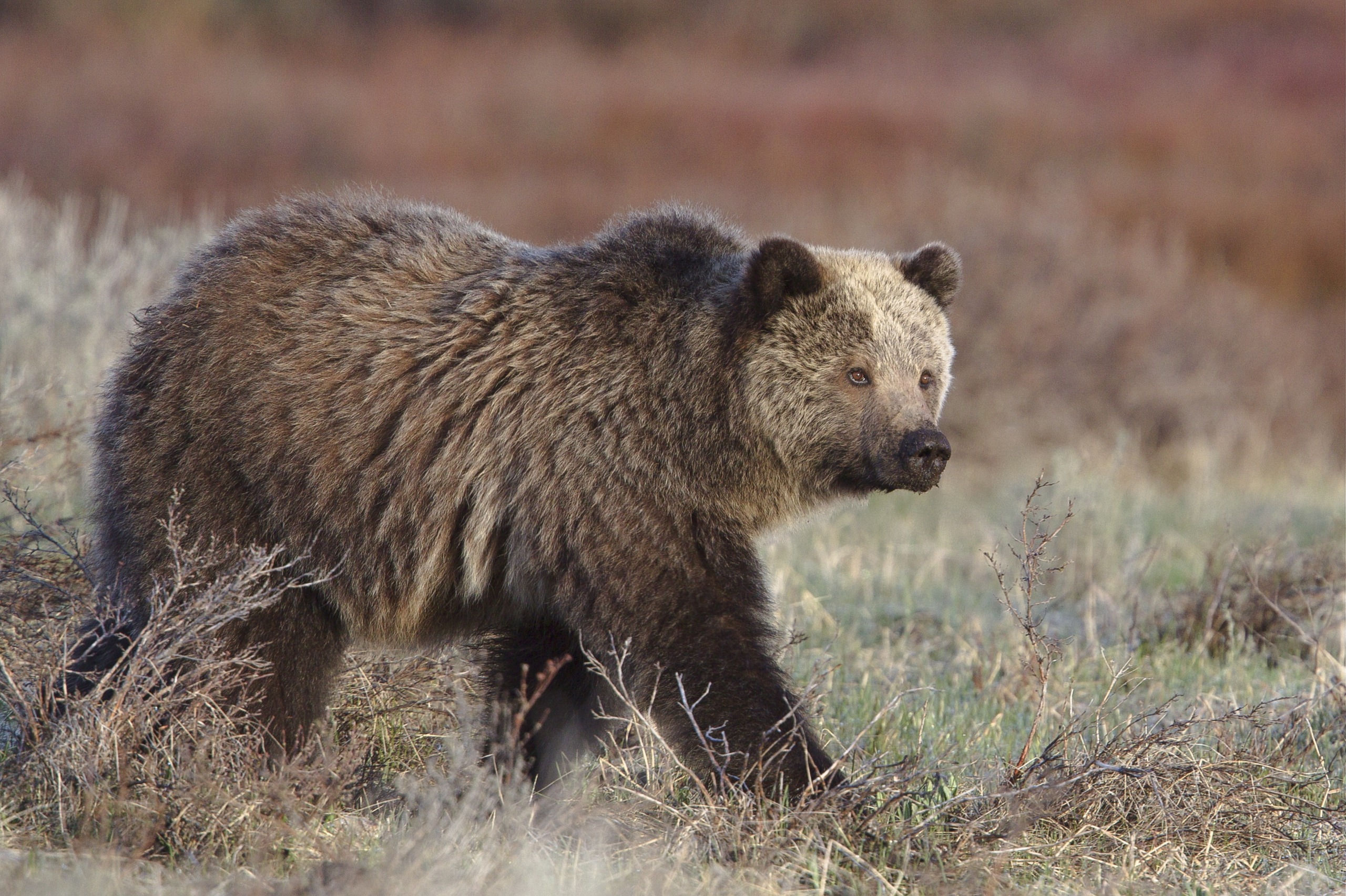 A grizzly bear strolls through grassy grasslands, where the landscape is slightly barren with sparse vegetation. Its thick fur blends brown and tan hues, as it gazes ahead in a relaxed posture.