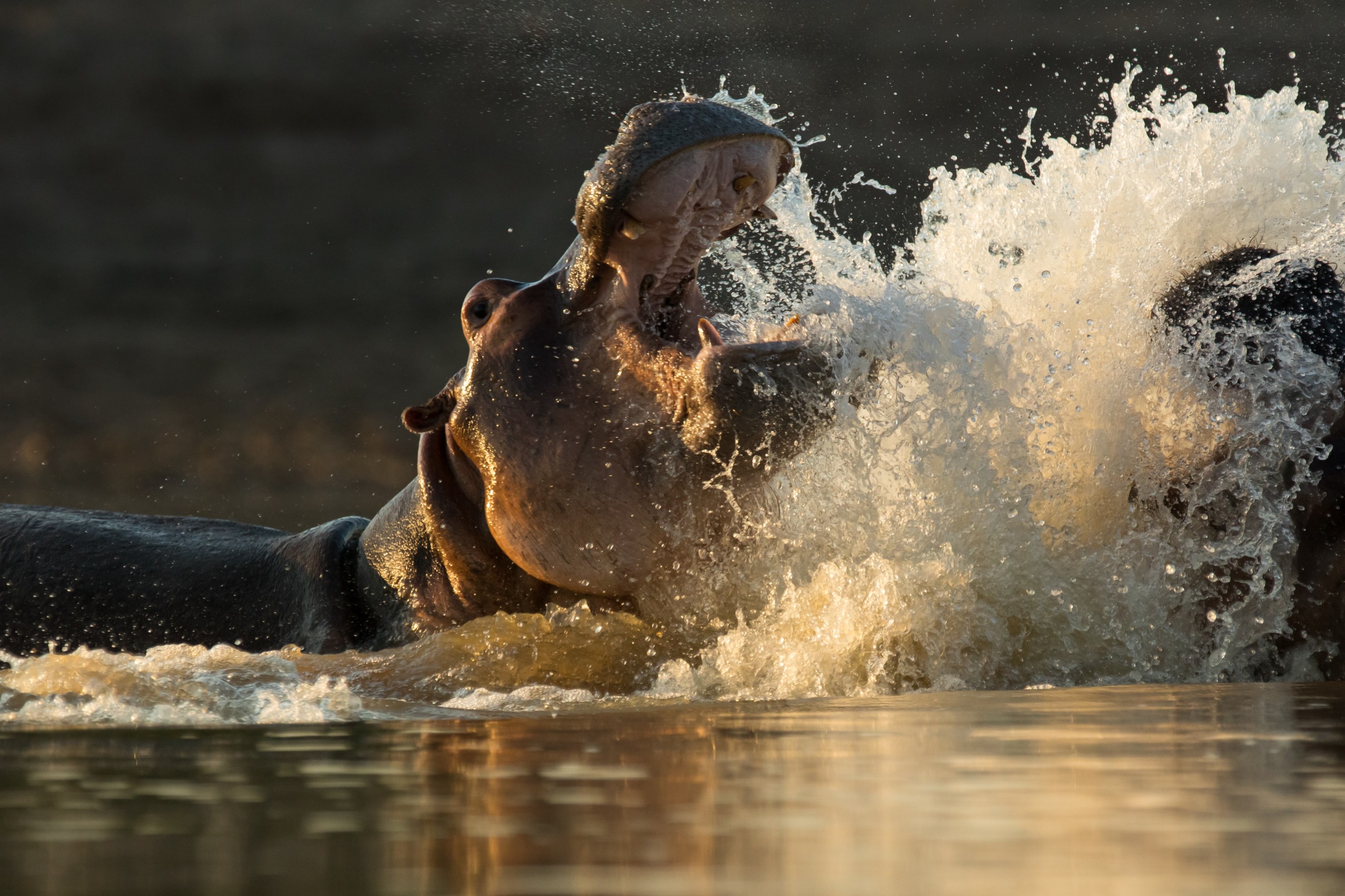 Two hippos are locked in an intense confrontation in the water, their massive mouths wide open as water splashes dramatically around them. The gripping scene captures the raw power and energy of these formidable creatures.