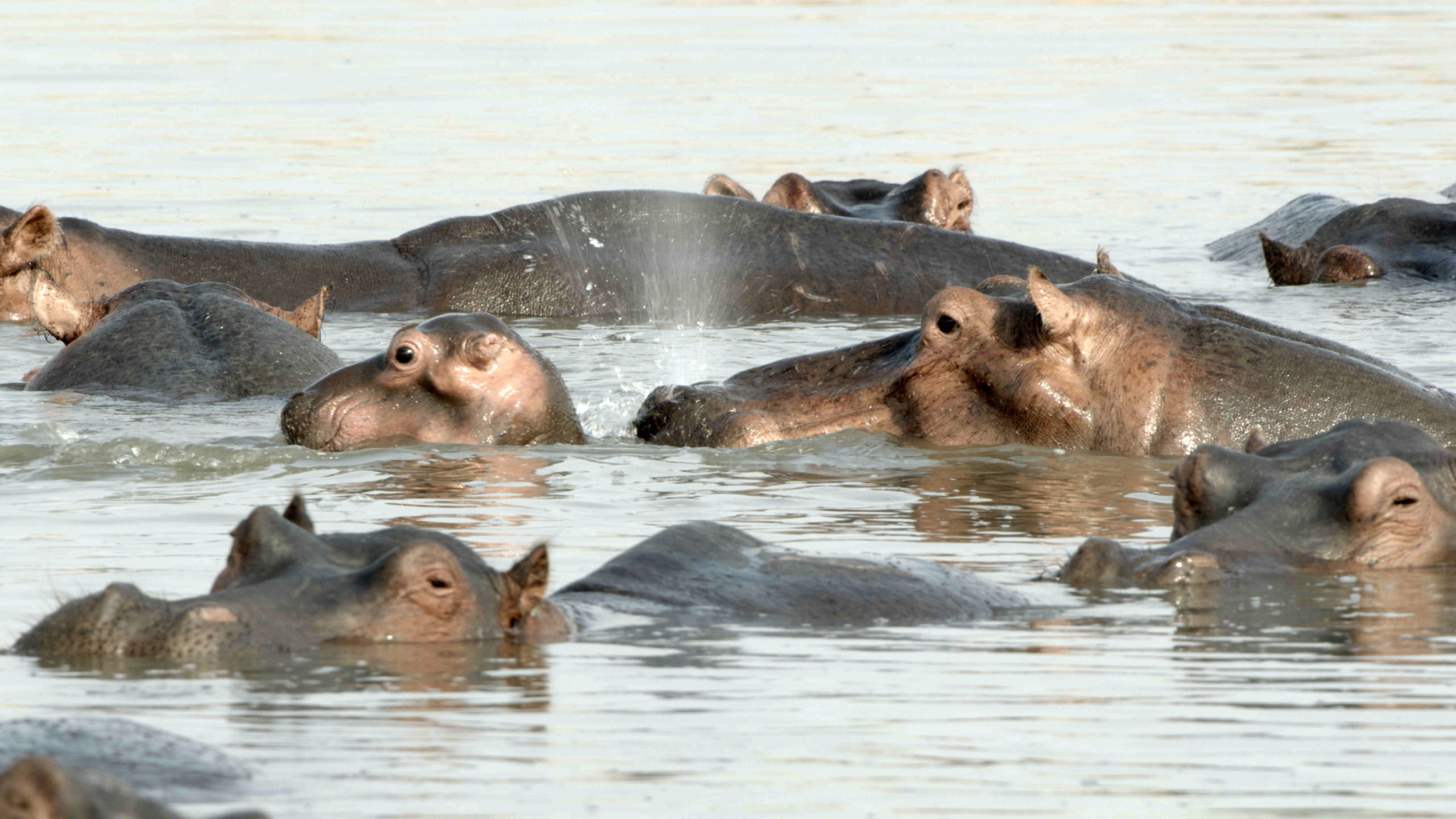 A group of hippos partially submerged in water creates a serene scene. One playful hippo blows water from its nostrils, making a gentle splash, while others rest nearby, their heads and backs visible above the tranquil surface.