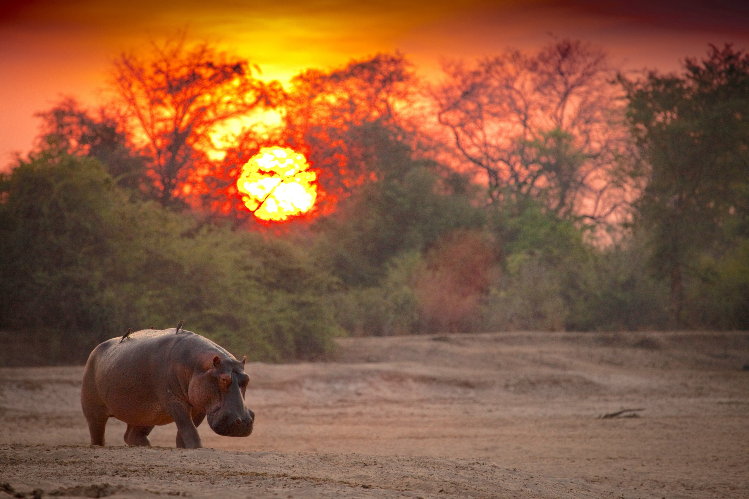 A lone hippo wanders across a dry, sandy landscape as a vibrant sunset paints the sky in shades of orange and red. Silhouetted trees stand against the setting sun, framing a scene of serene beauty.
