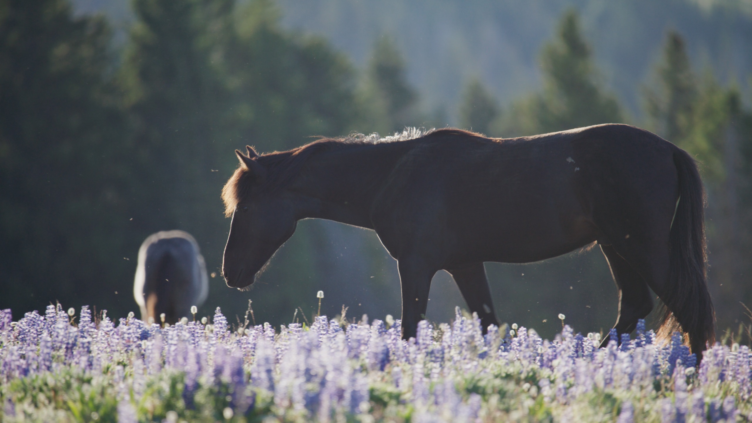 A dark horse, embodying true horse power, grazes in a field of purple lupines with another in the background. Sunlight filters through a backdrop of trees, creating a serene and picturesque scene—a tribute to American legacies in nature's splendor.