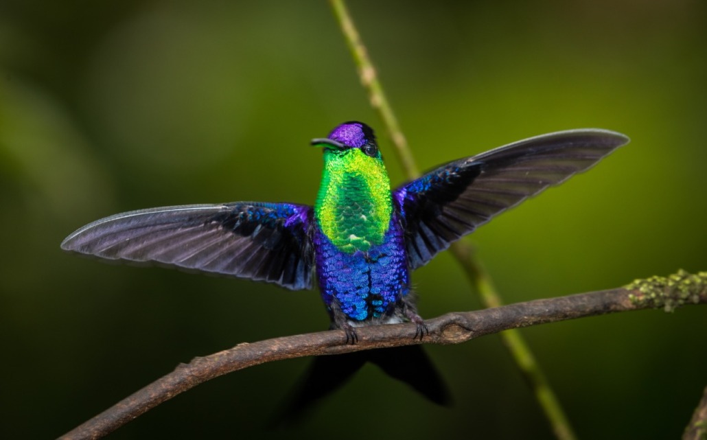 A vibrant hummingbird with iridescent green and blue feathers, like the glitz of an Emmy award, perches on a branch, its wings spread wide. The background is a soft, blurred green, highlighting the bird's vivid colors.